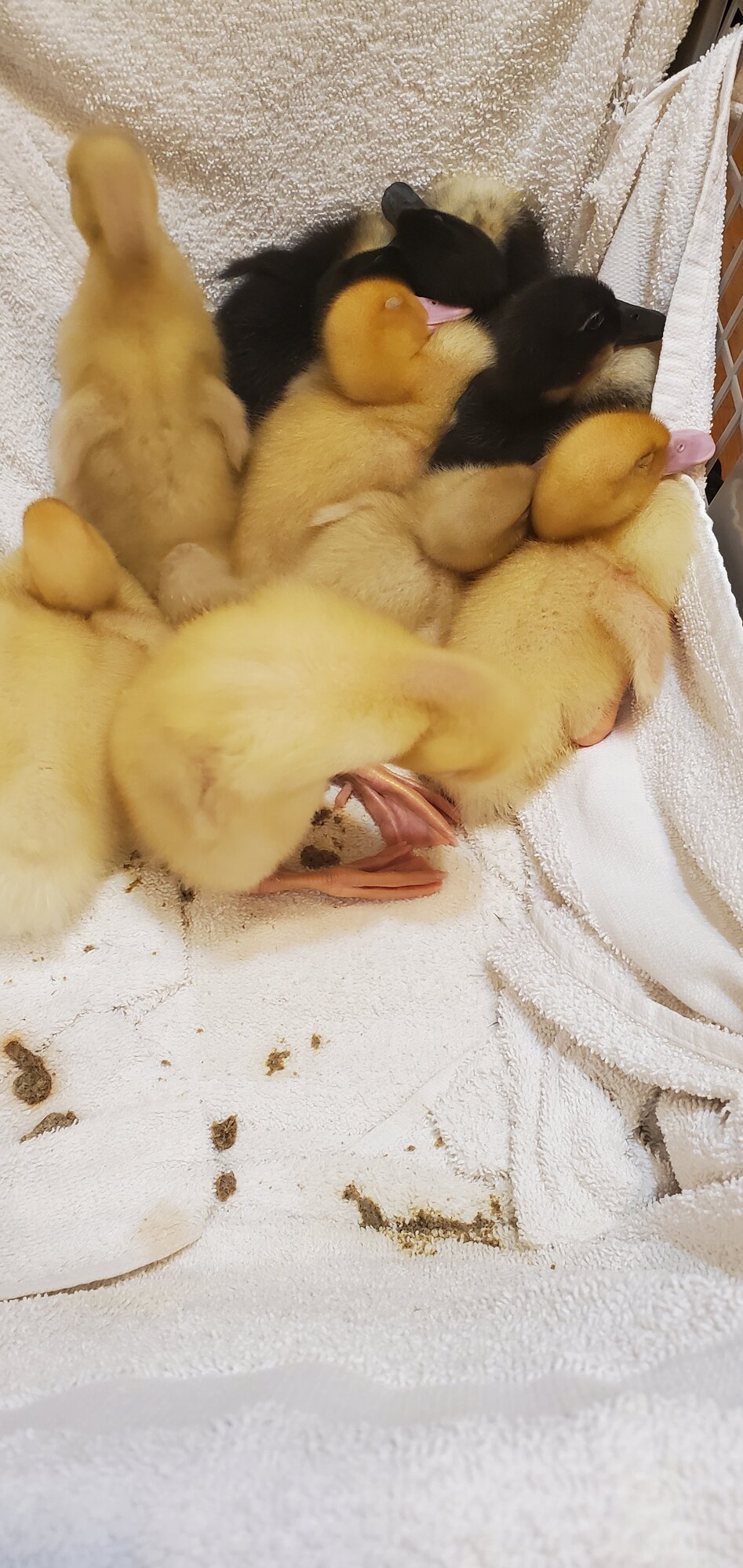 Little Ducklings sleeping in a laundry basket
