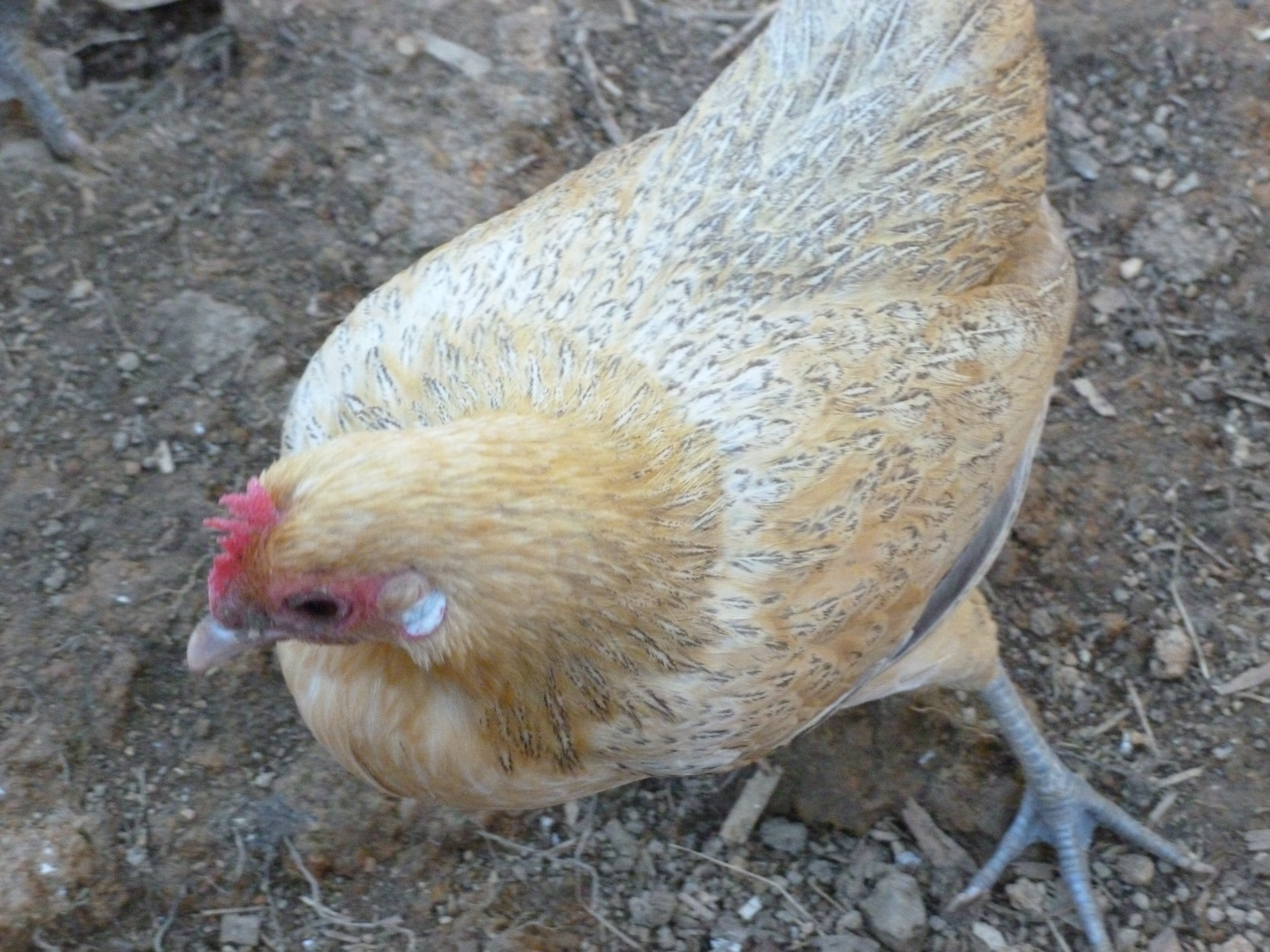Little Dutch bantam hen. I have no idea what color she is but she is beautiful golden in the sun