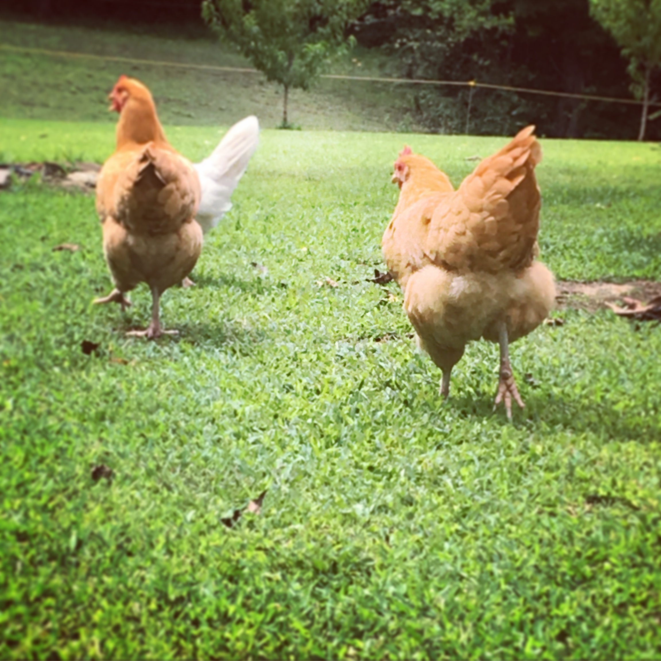 Little fluffy biscuits <3