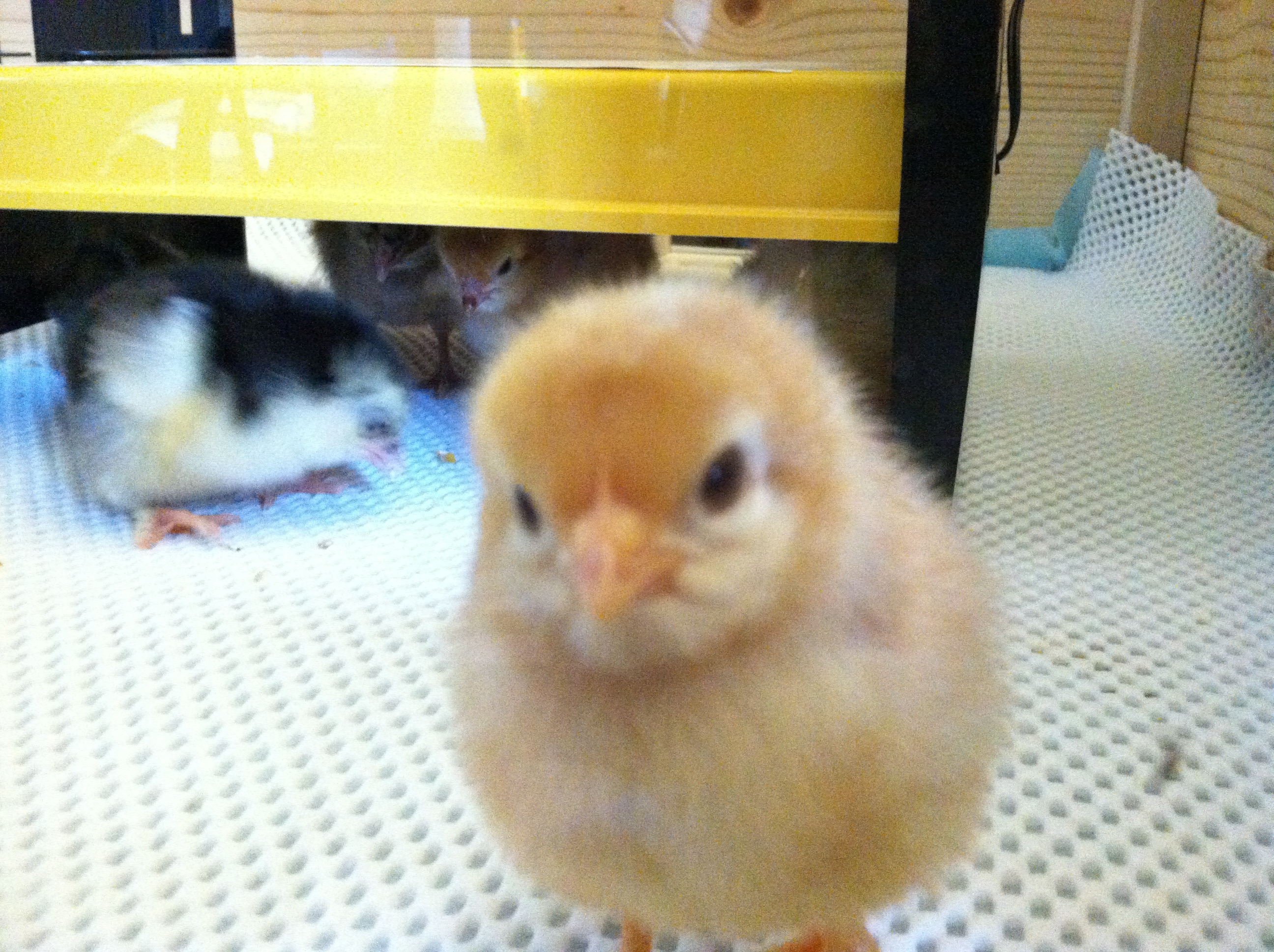 Little fluffy ham