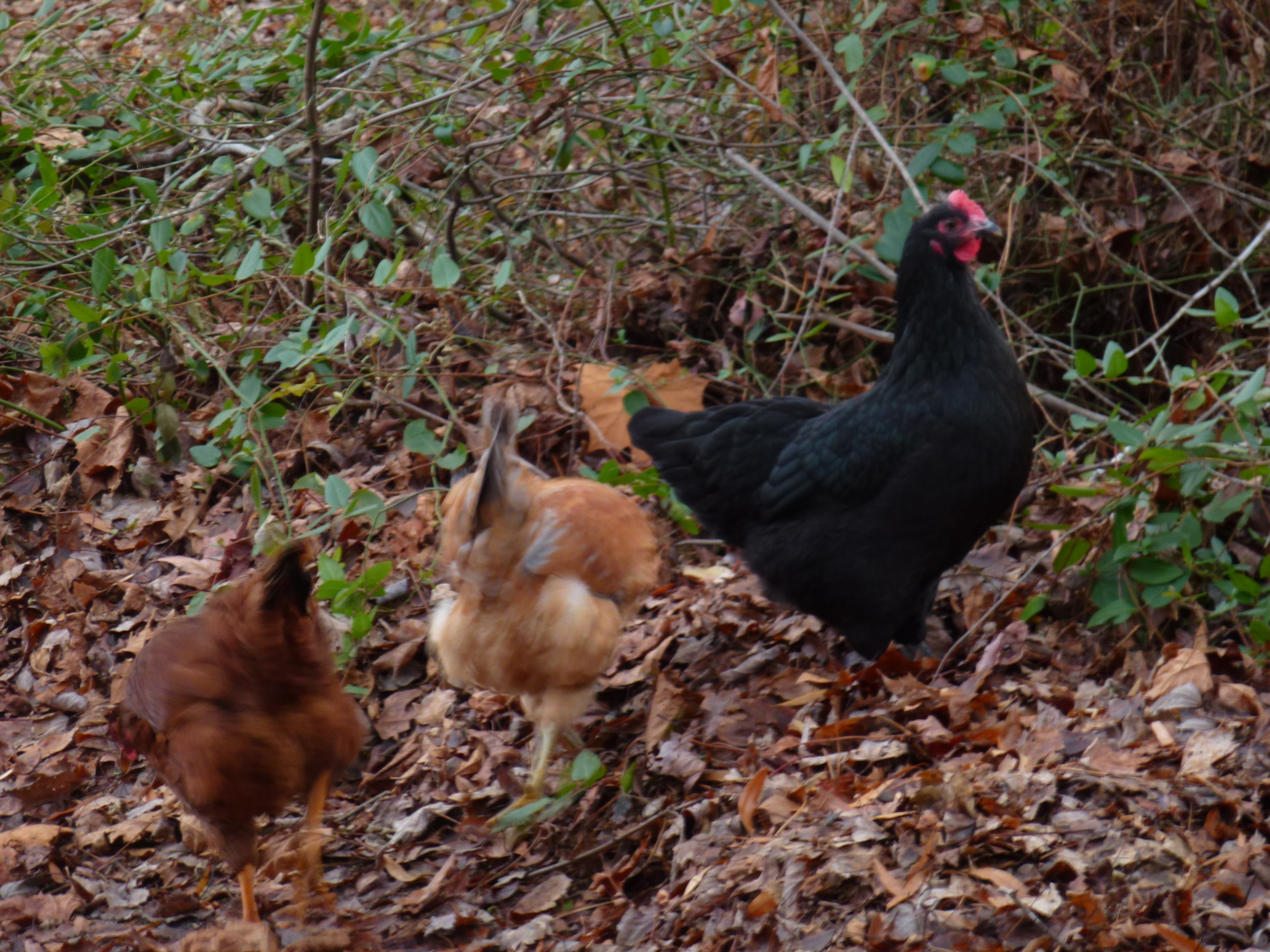 Little free range time