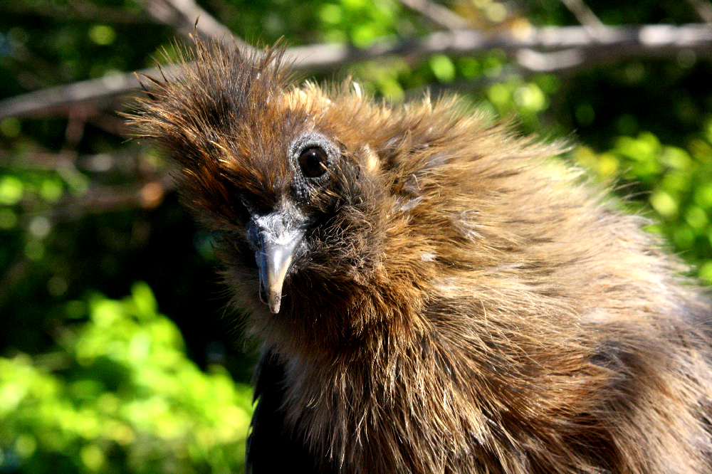 little fry. a little chicken with a BIG Impact ...on my heart. o how she will be forever missed.