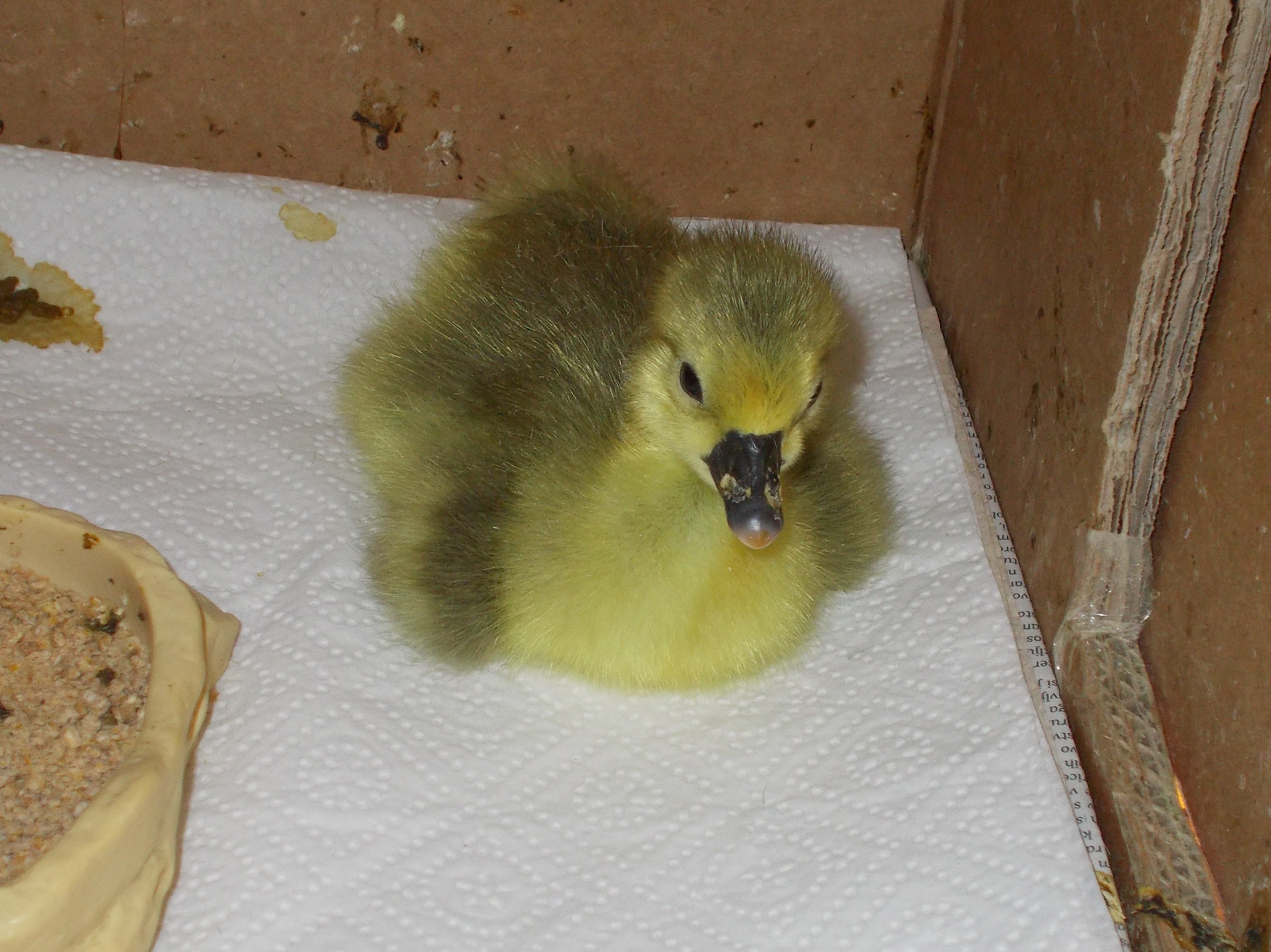 little gosling :)