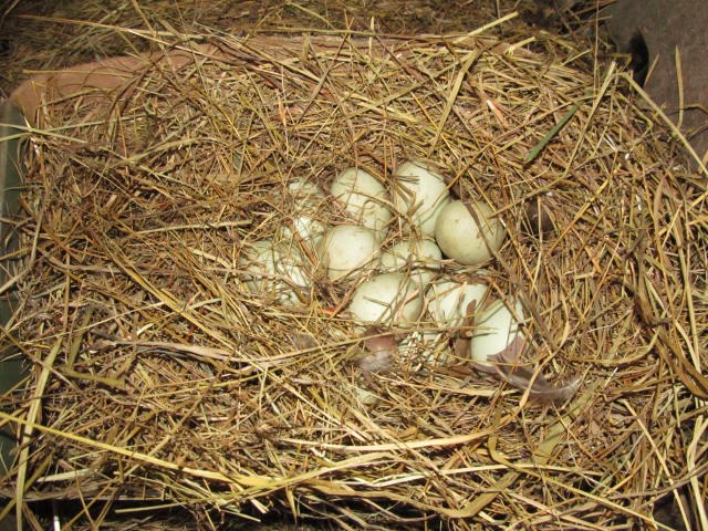 *
Little Guard's nest