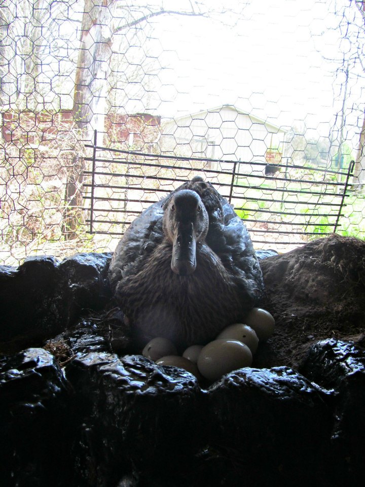 *
Little Guard's nest