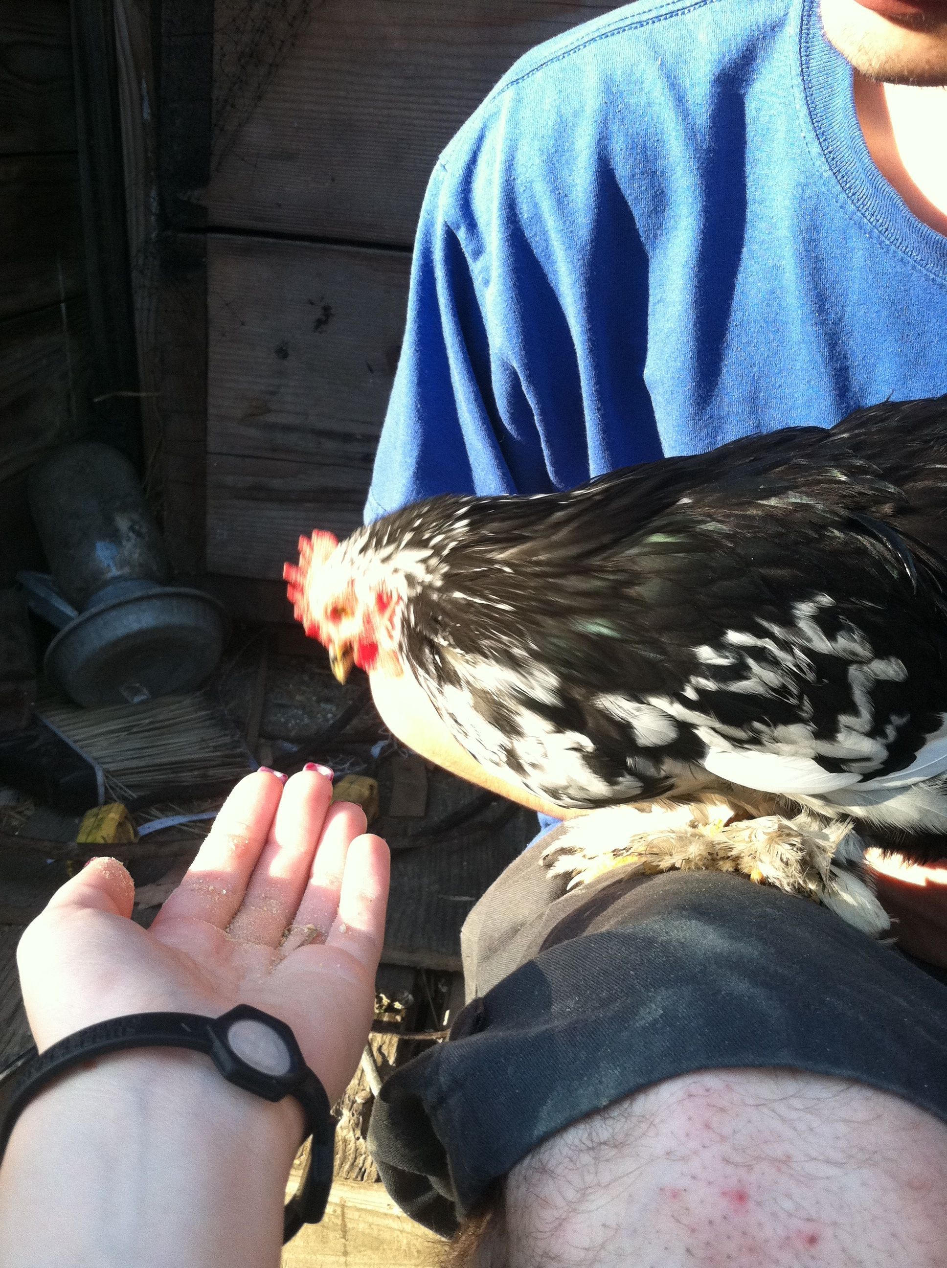 Little guy my mottled Cochin bantam roo.