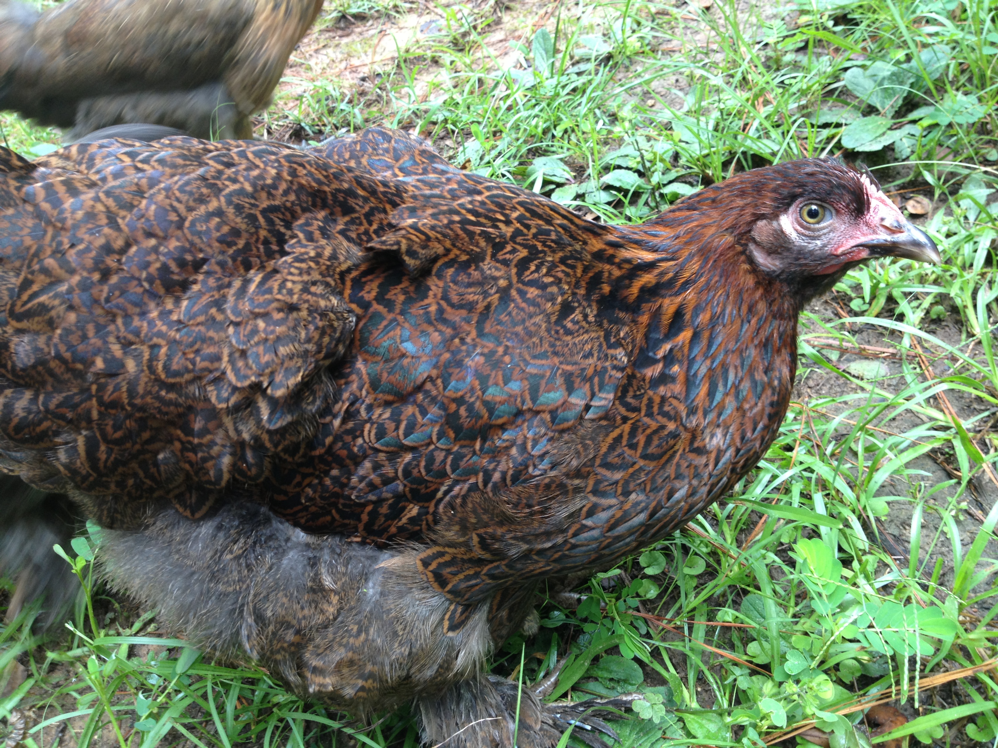 Little Hershey the Partridge Cochin
