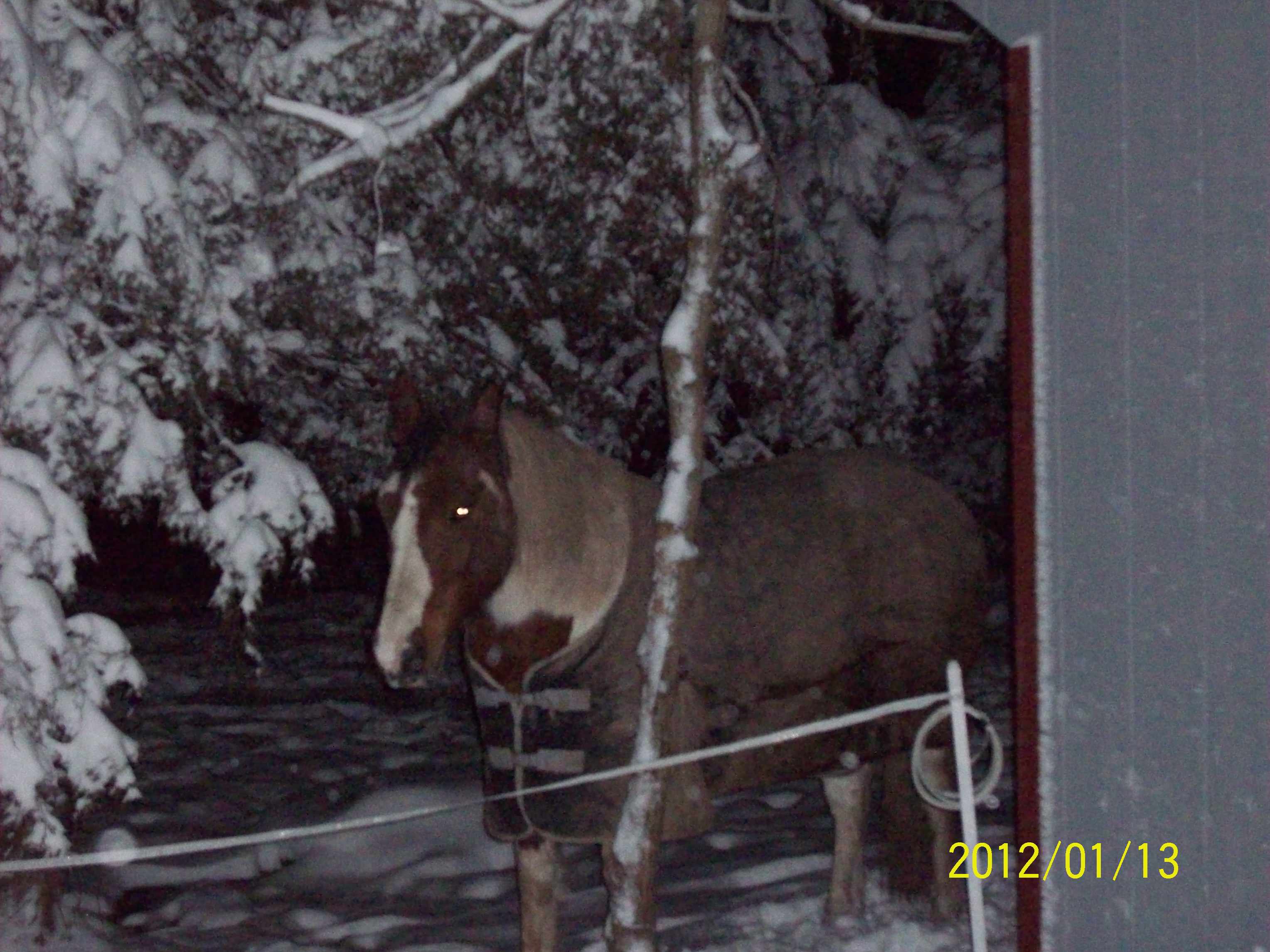 Little Joe - My Horse