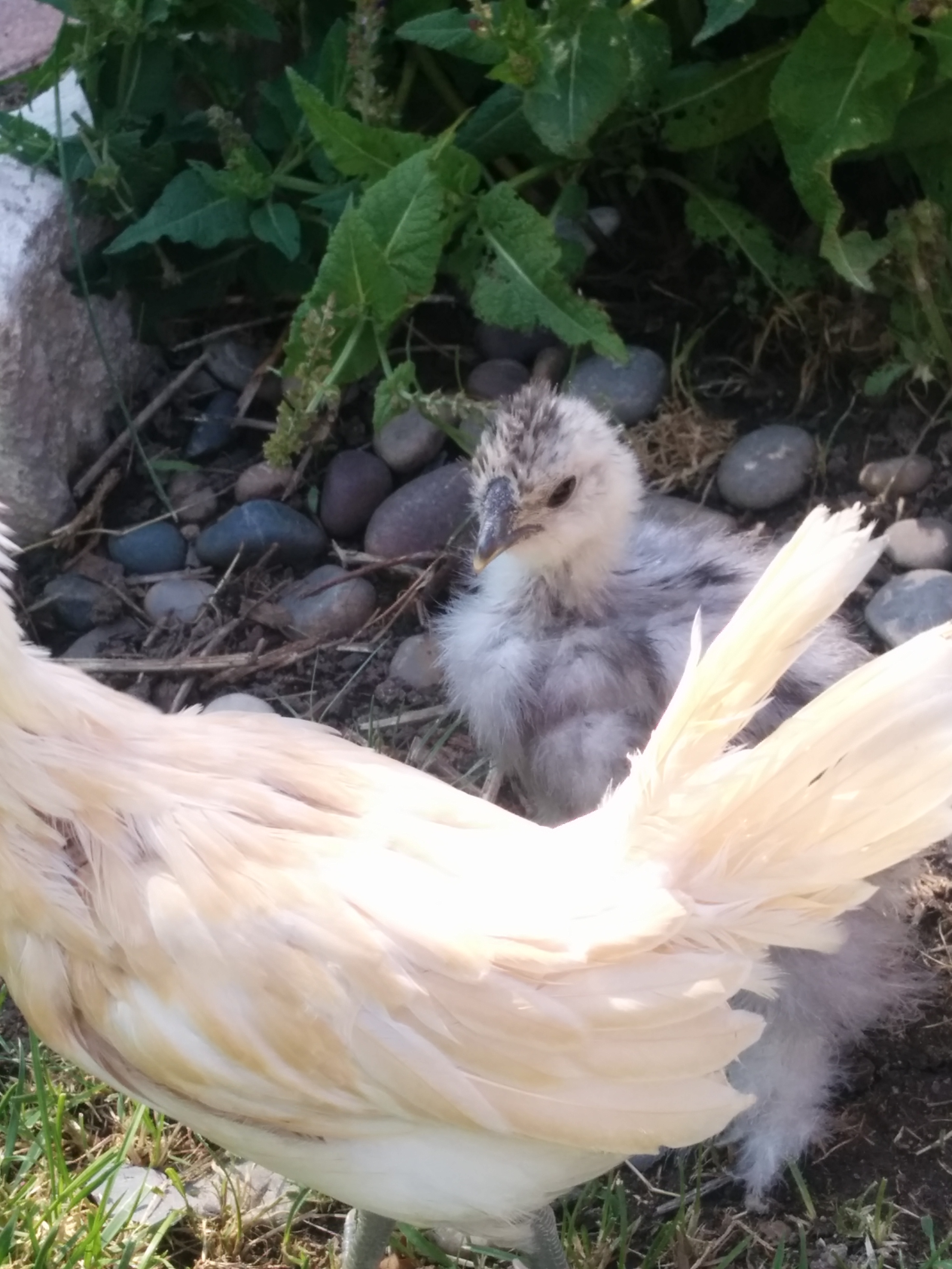 Little Lady Stardust looking lovely.
