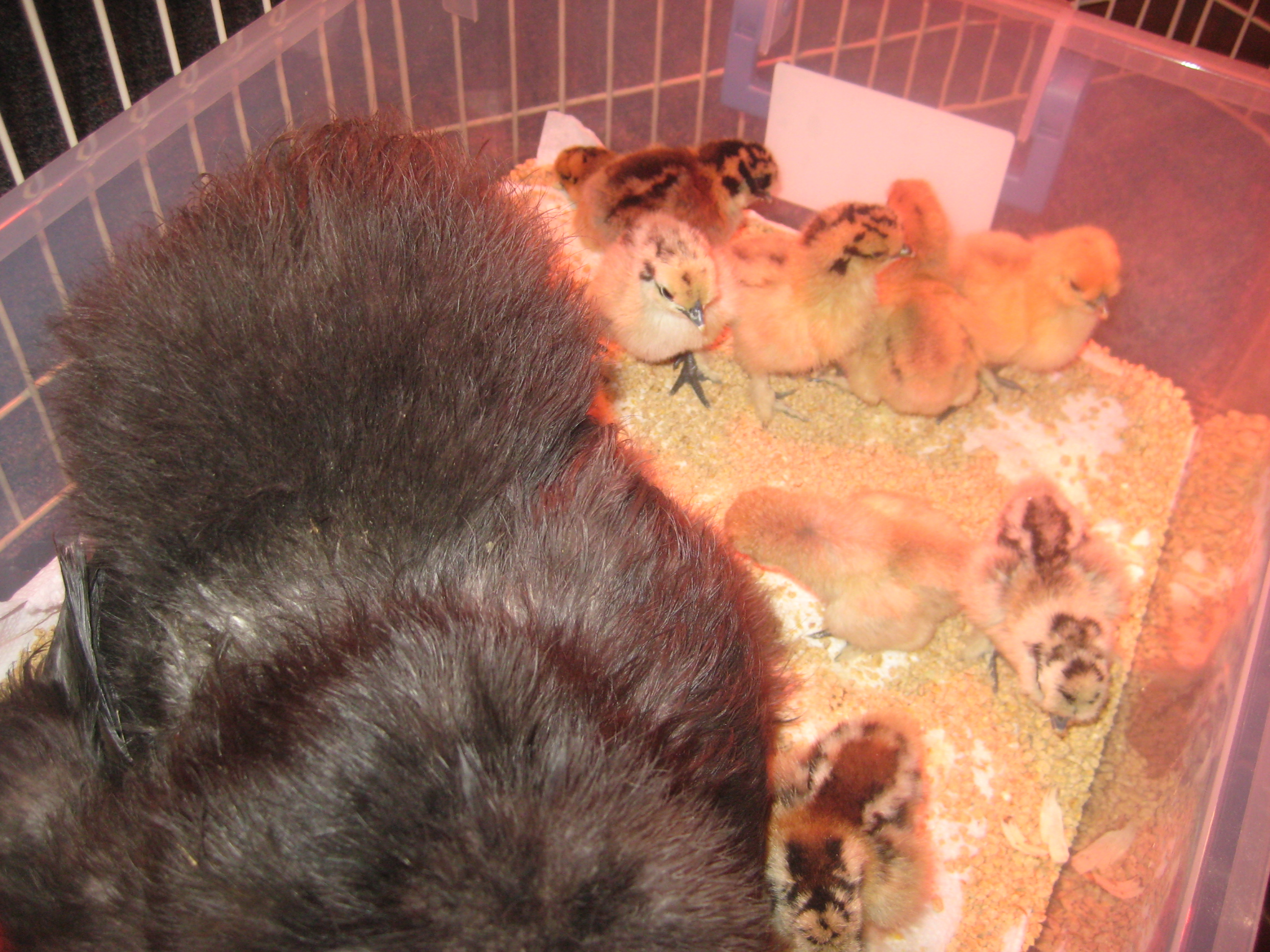 Little Mama with some babies.