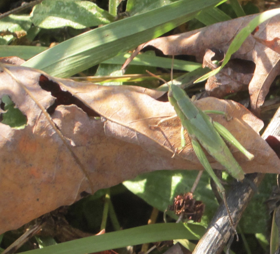 little meadow katydid #2