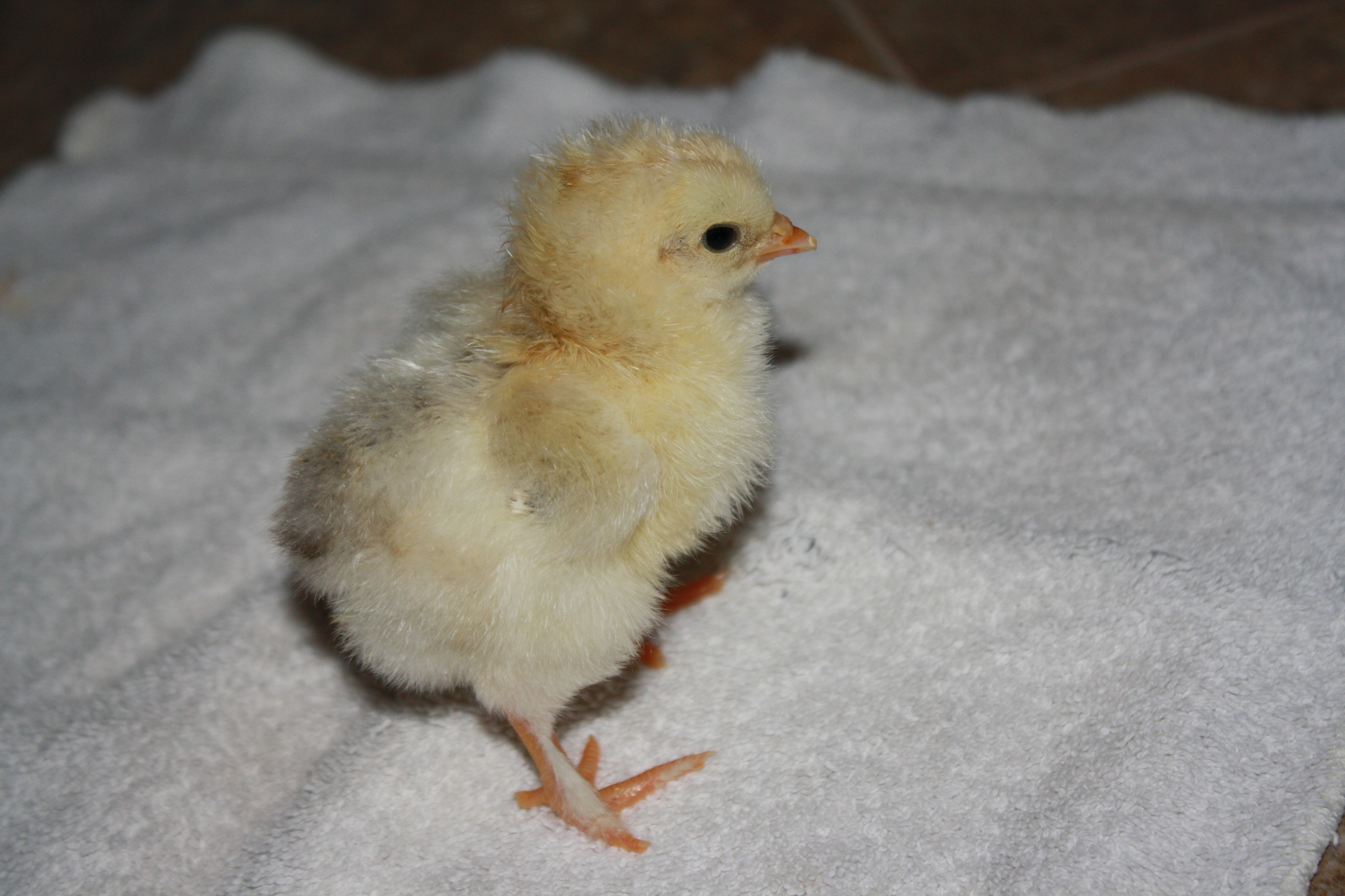 Little Miracle. The one and only to hatch from our 'everything happened wrong' homemade incubator science experiment.