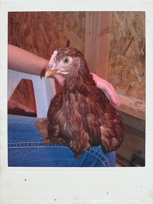 Little Miss BackYard Chickens Learn How to Raise Chickens