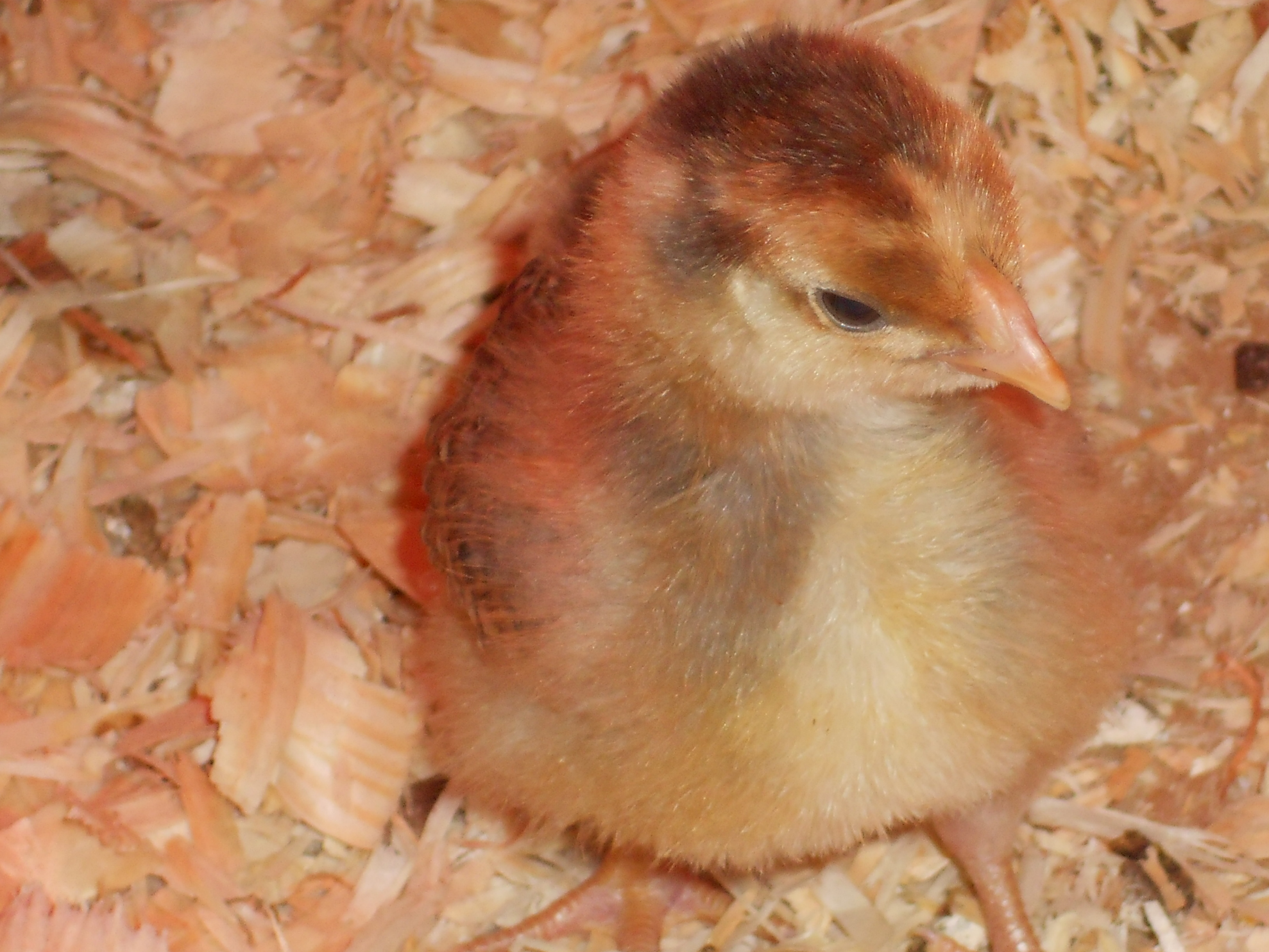 Little miss "sunshine" she is too cute. blue laced red Wyandotte. I've read that the blue laced can be slow to mature, and she seem to be keeping up with the others in growth, and even had her woddles around the same time peep, and the golden laced still don't have any. she is very friendly, independent, sweet but not innocent ;)