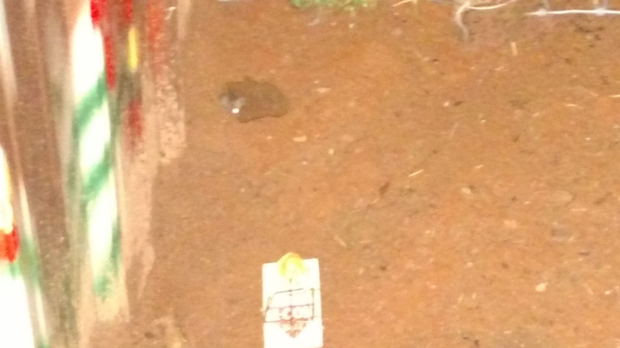 Little mouse is culprit for holes and trails under cage.  If you look closely, you can see his eyes glow and top of ears in hole.  Set mouse trap.