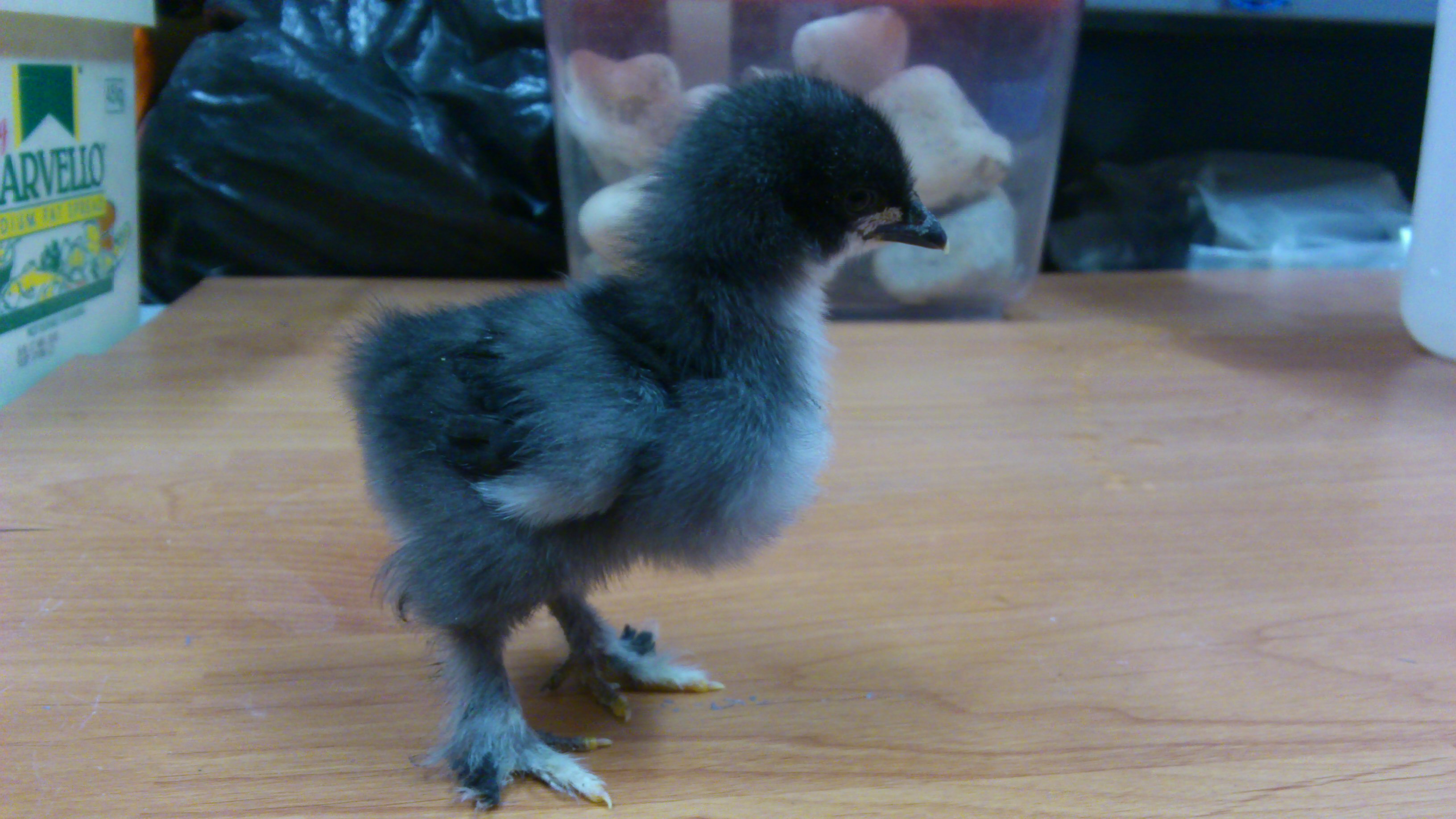 little mumble cochin bantam chick