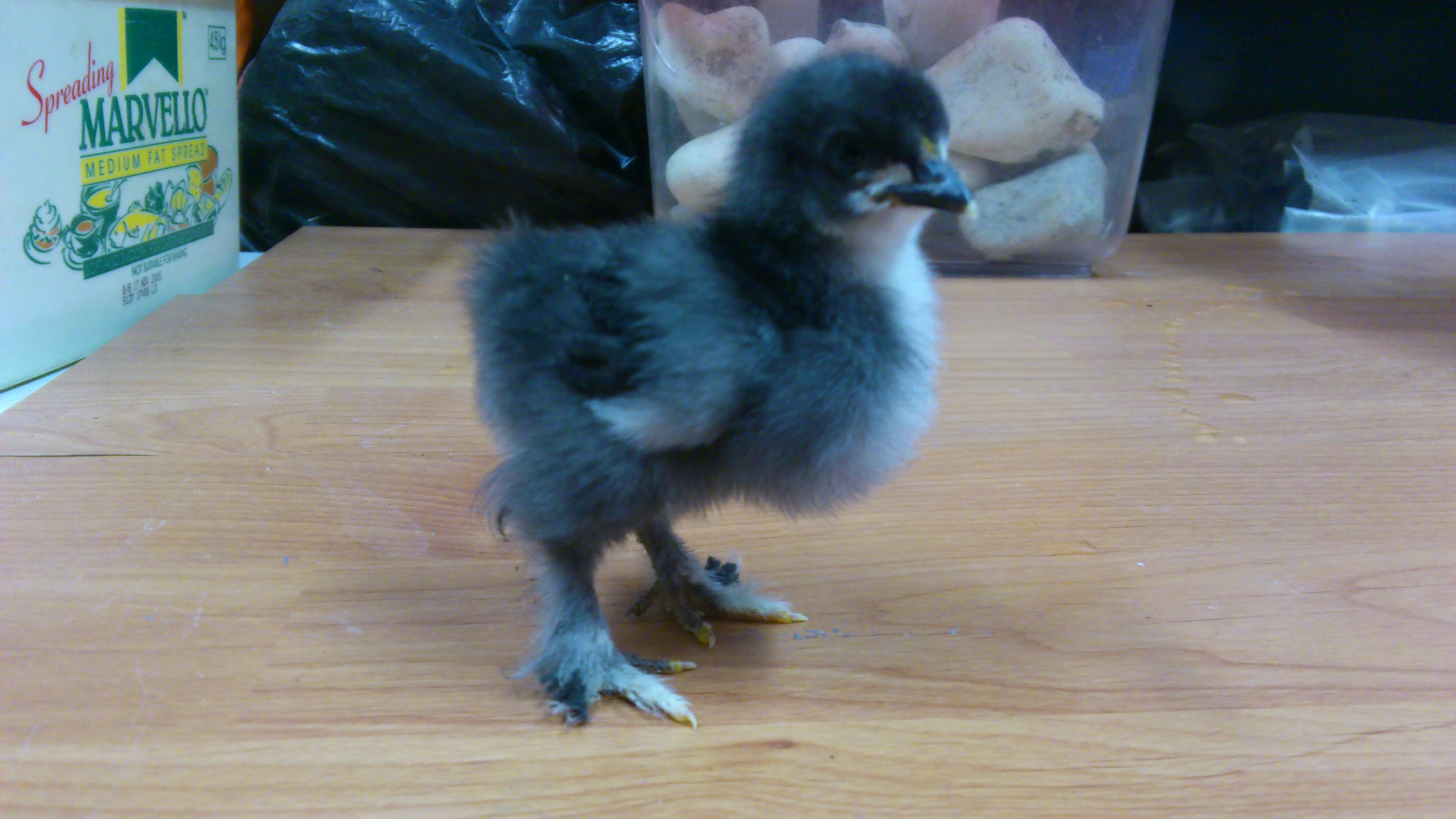 little mumble cochin bantam chick