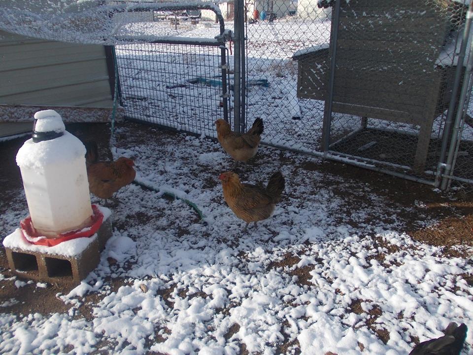 Little Noctowl(EE) front and center, with Fluffy(EE) behind her and Eevee(EE) next to the waterer