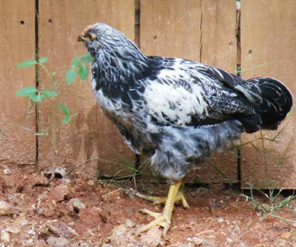 *Little Olive Egger Roo