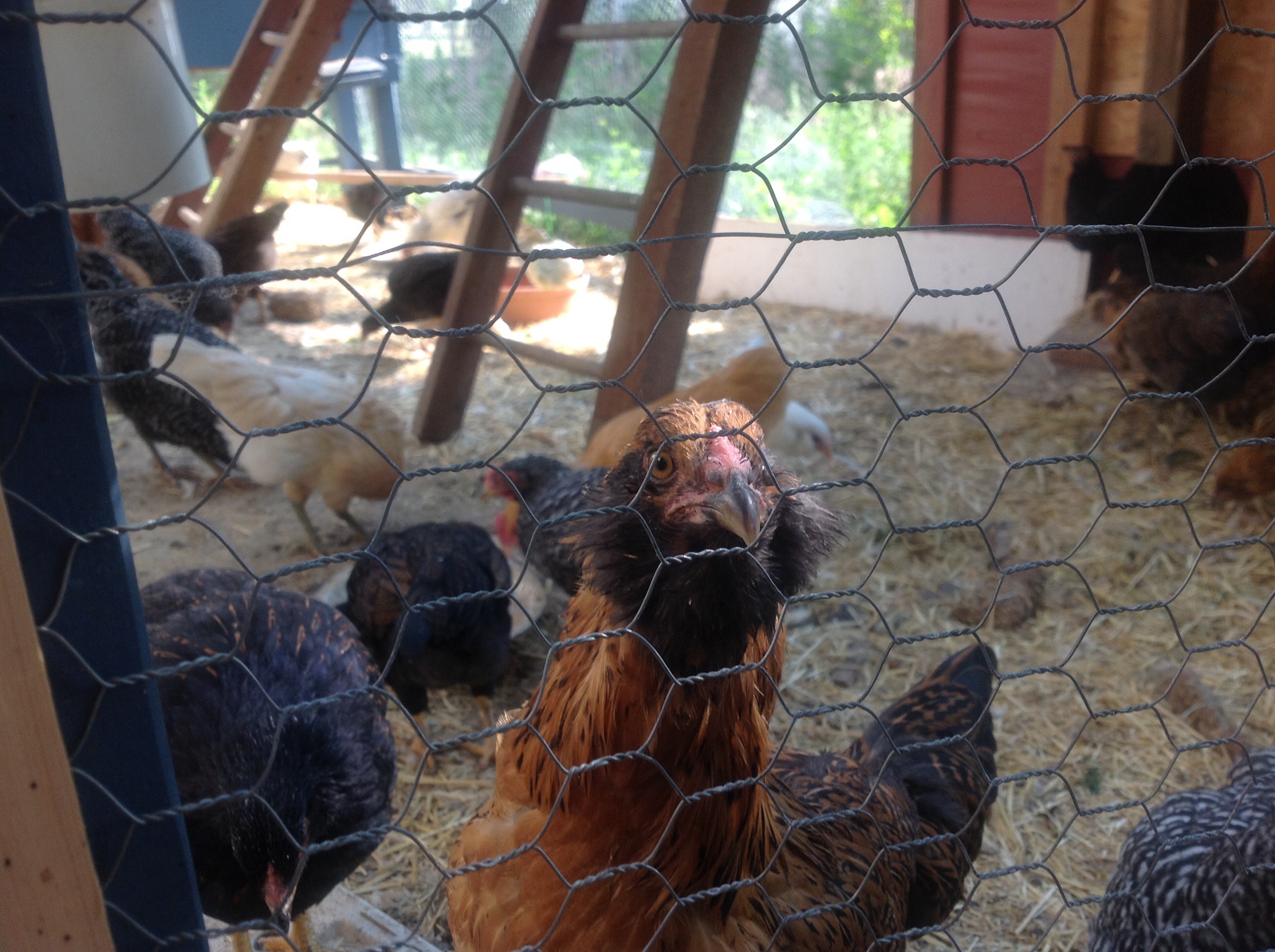 Little One - She is the friendliest of all the flock and she follows me around chatting at me. She often pushes at me when I am not giving her attention, or she will just jump up in my lap. Fiesty girl, guess that is why she is here today.