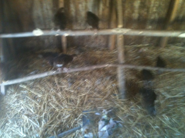 little ones testing out the roost/ chicken bleachers