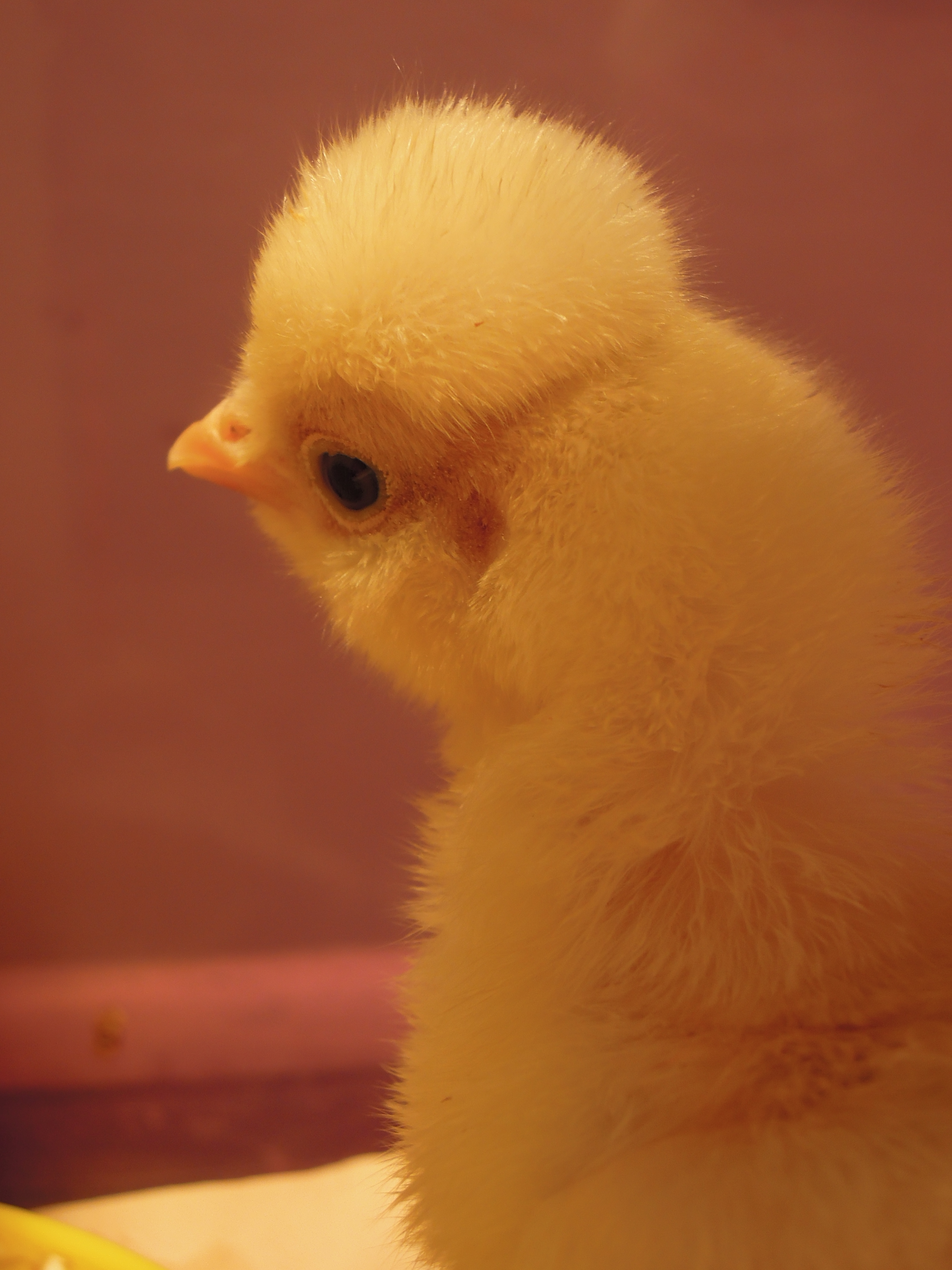 Little puffball-head!