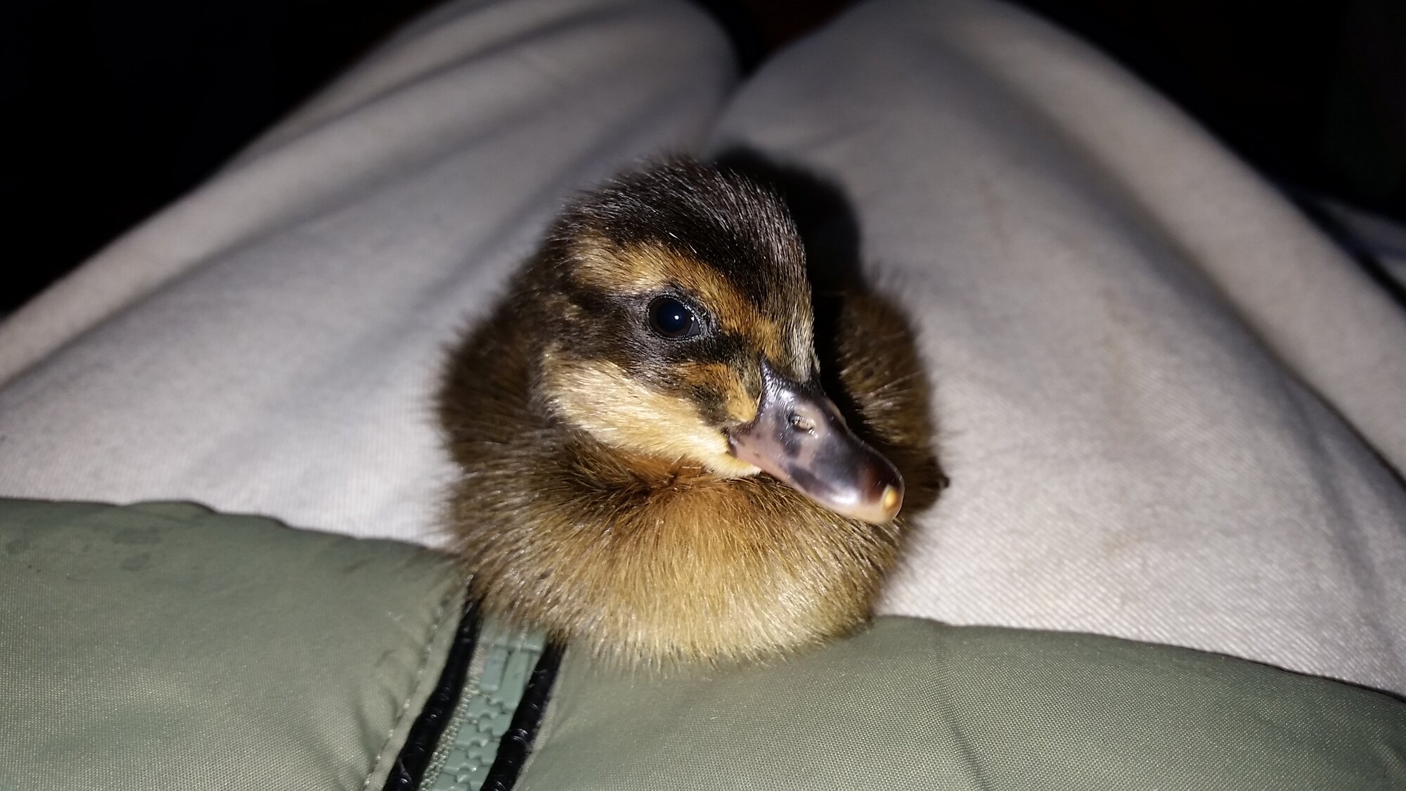Little quackers