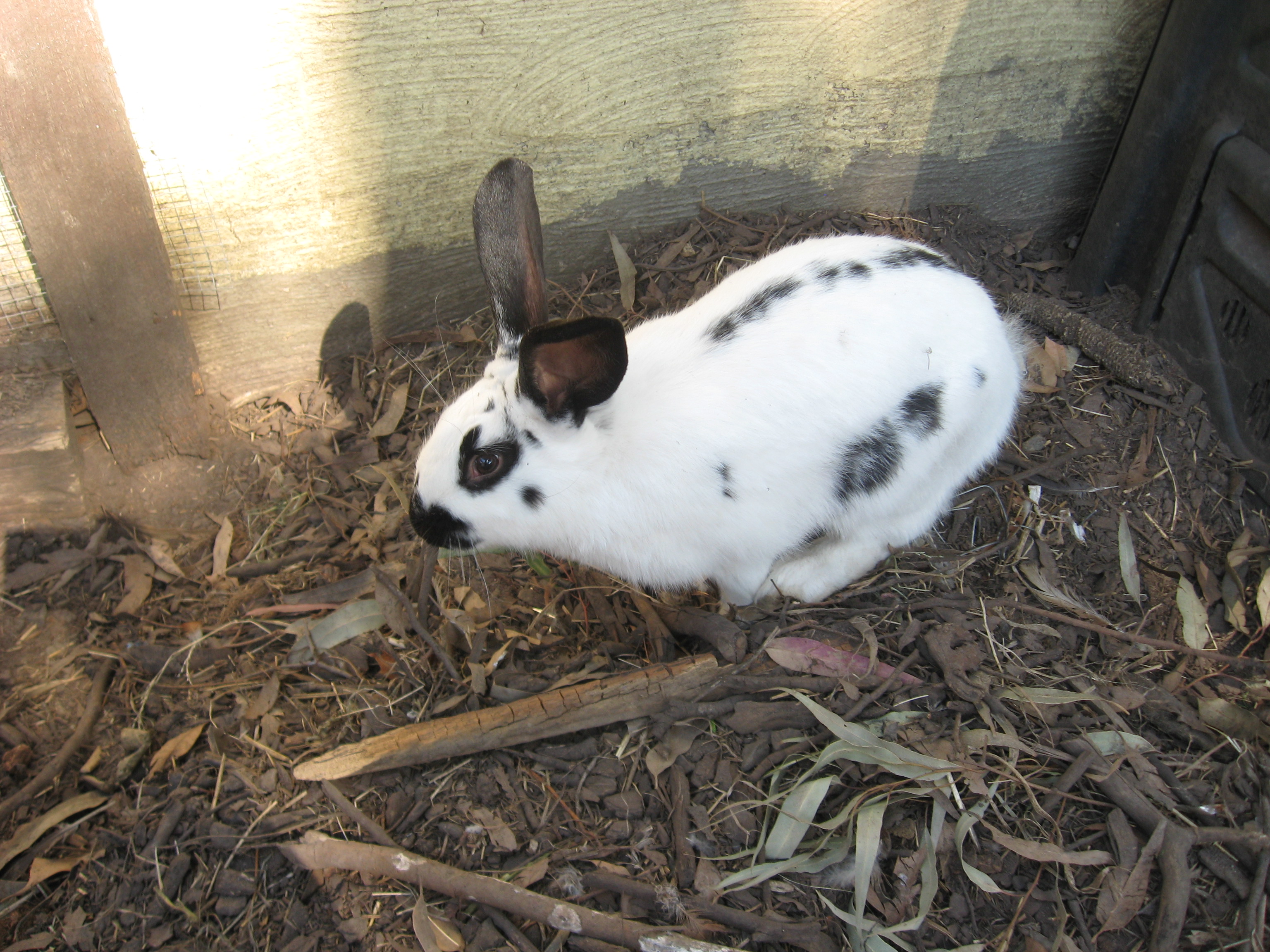 Little Rascal - my boy!