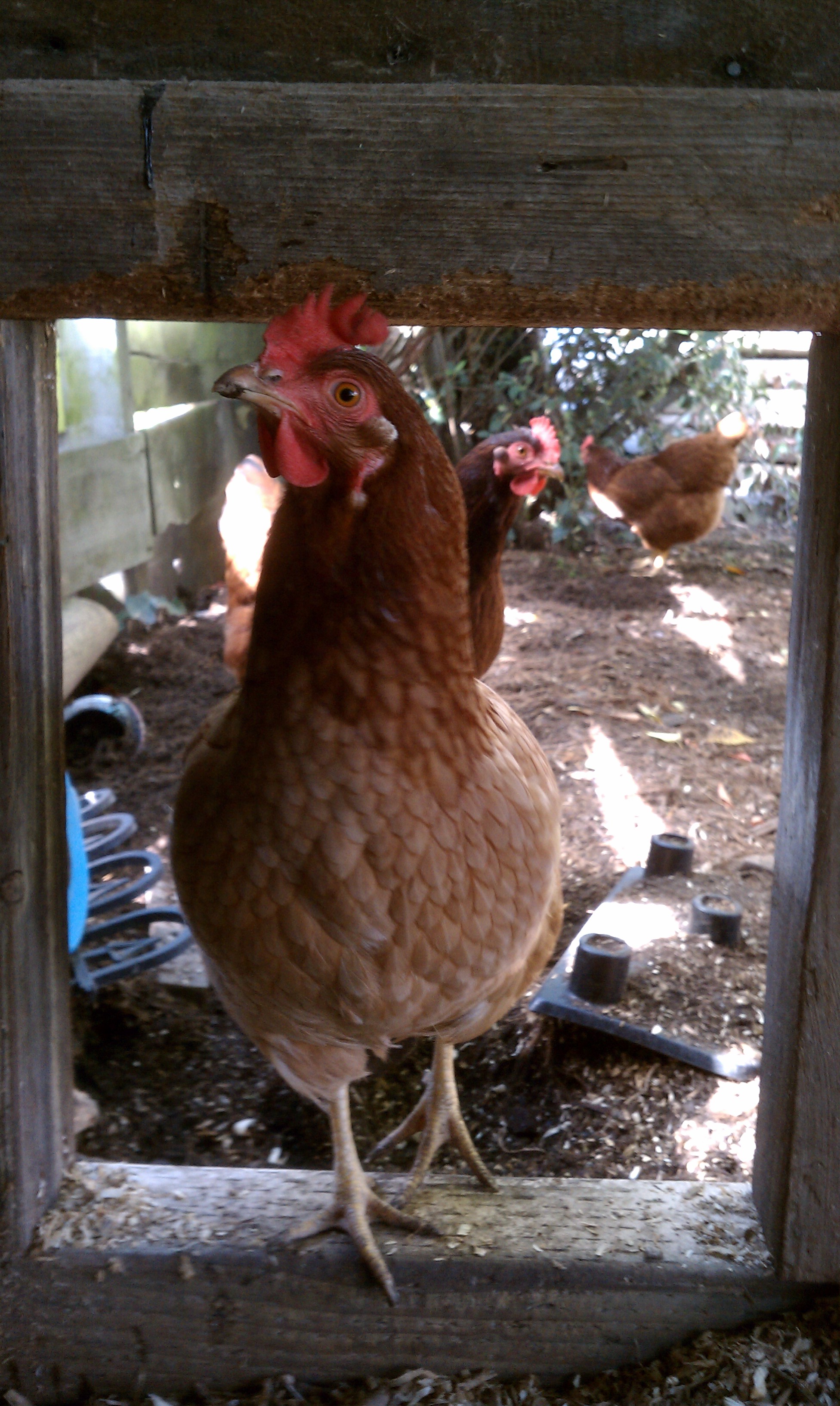 "Little Red Hen"
