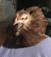 "Little Red" my sweetheart  is right at home roosting up on our shoulders.
