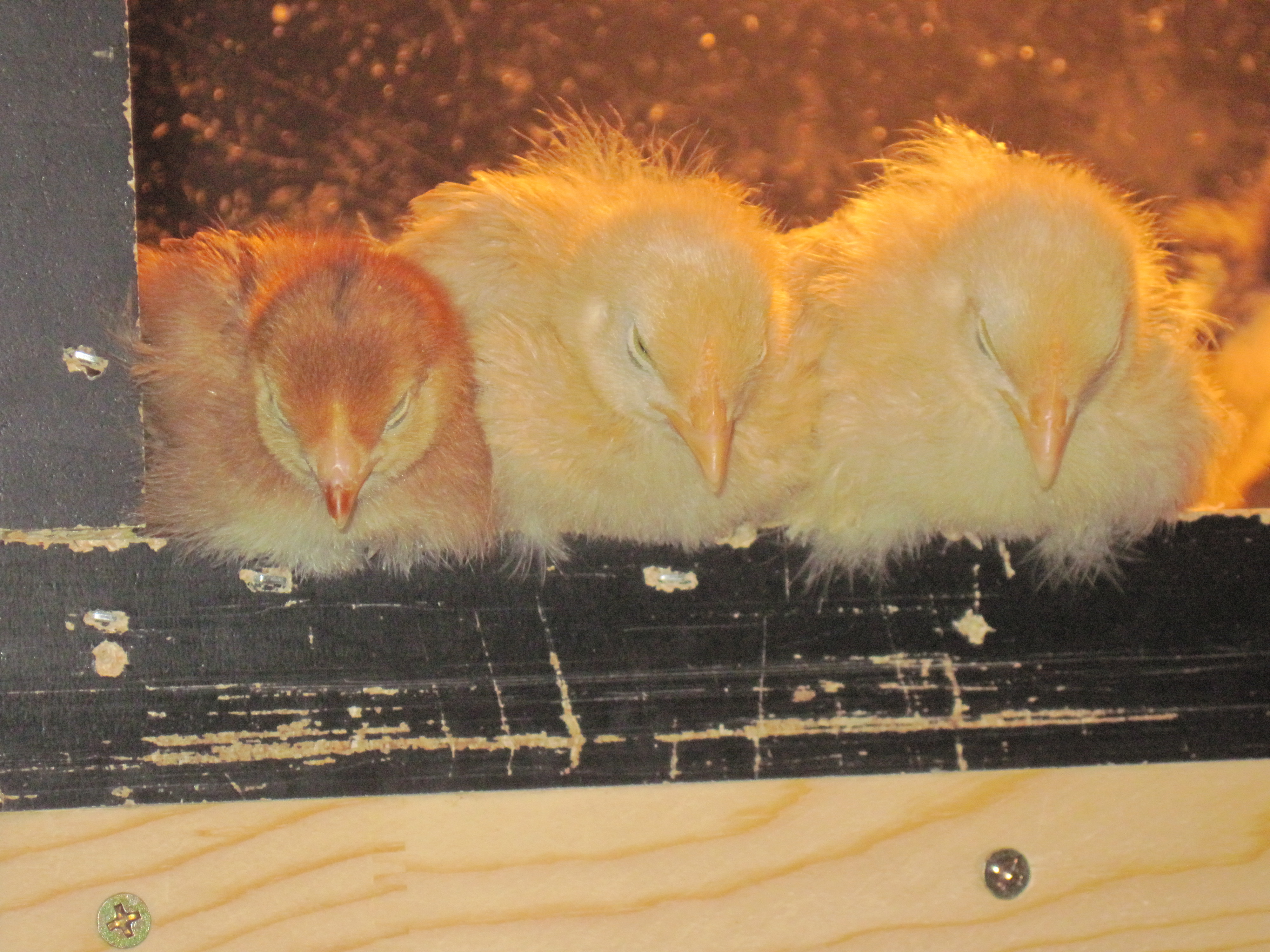 little red, puffy., and goldy locks