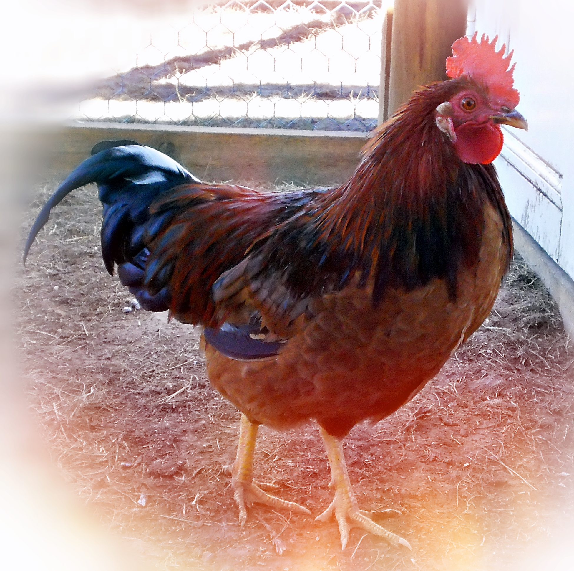 LITTLE RED ROOSTER