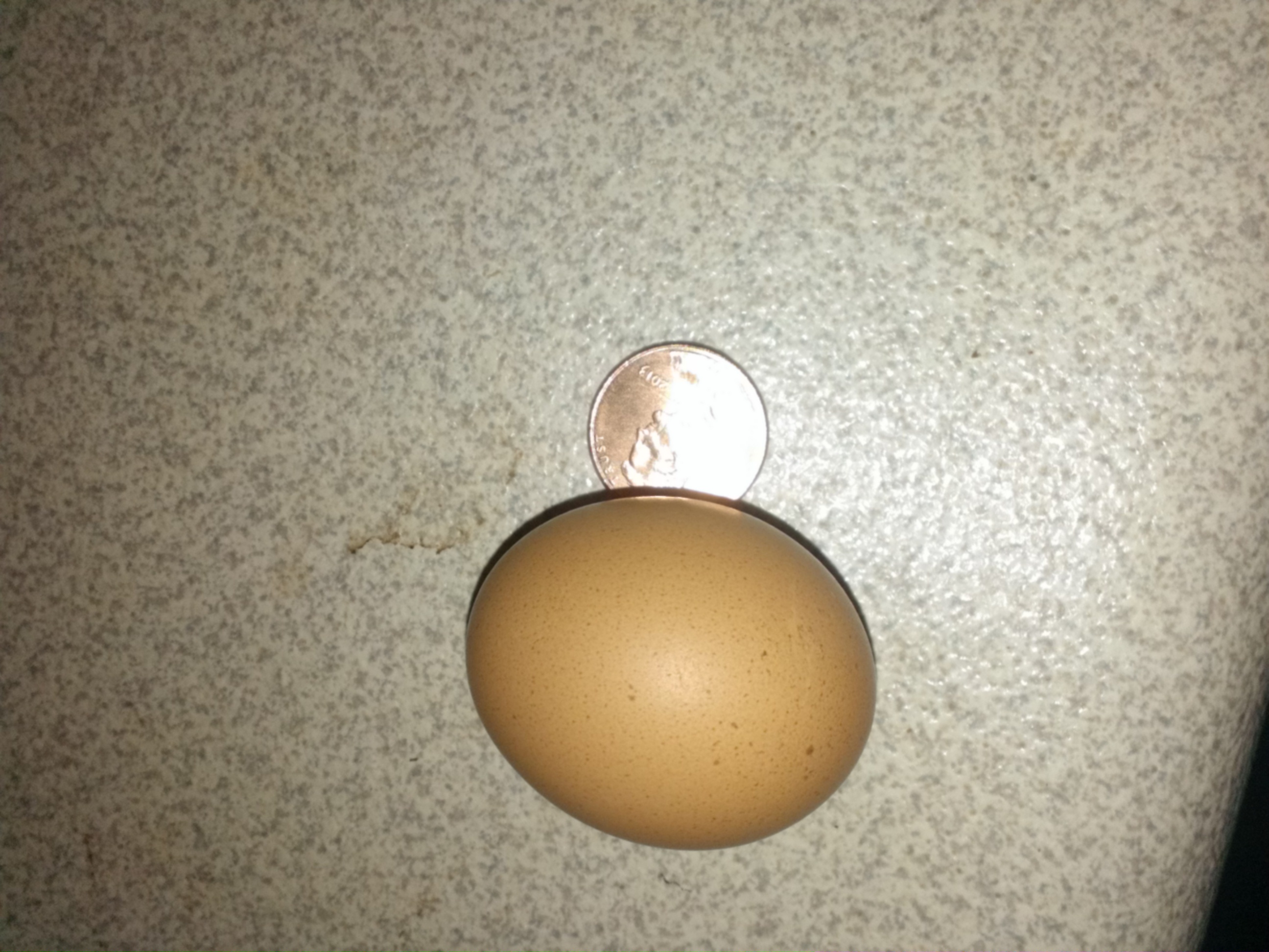 Little rir egg. That's a penny beside it .
