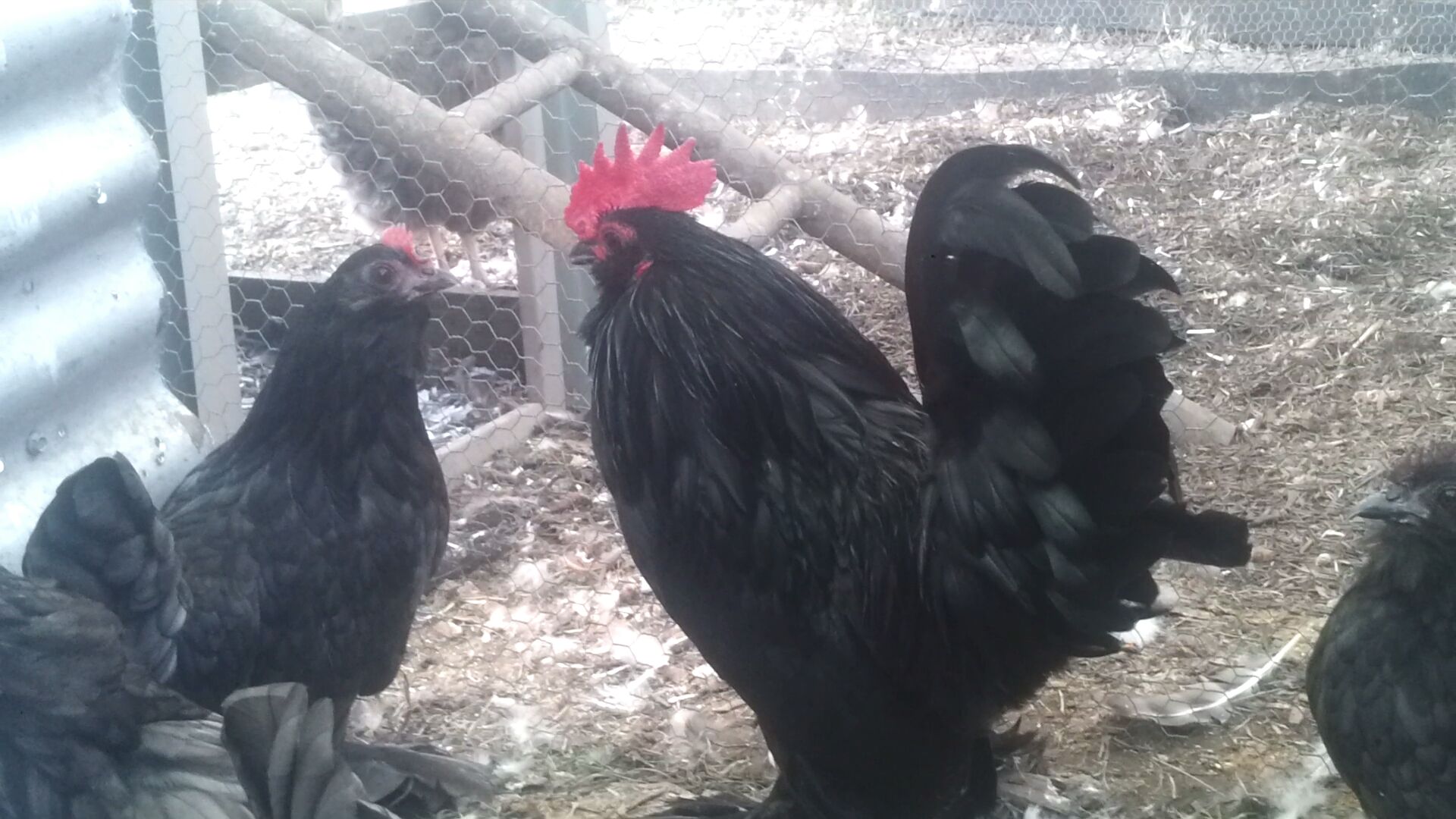 'Little Roo' and hens