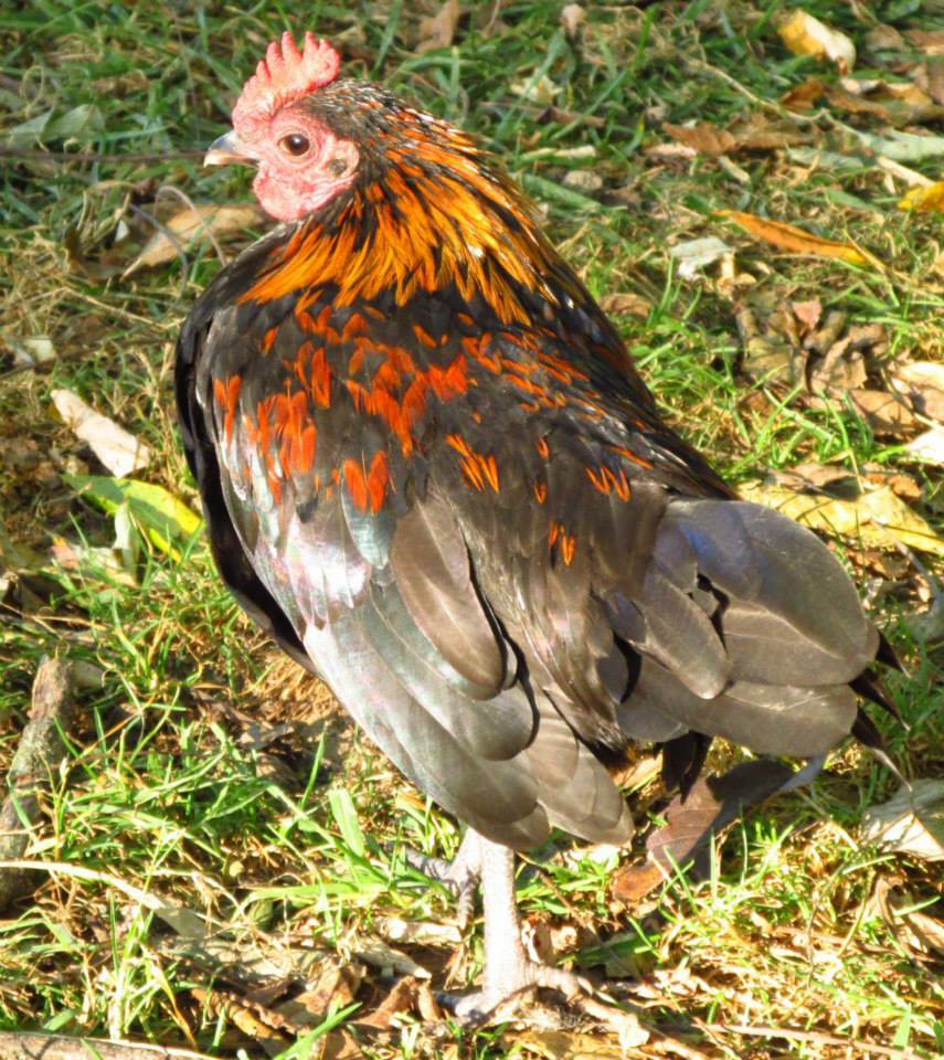 Little rooster showing off his fall colored feathers