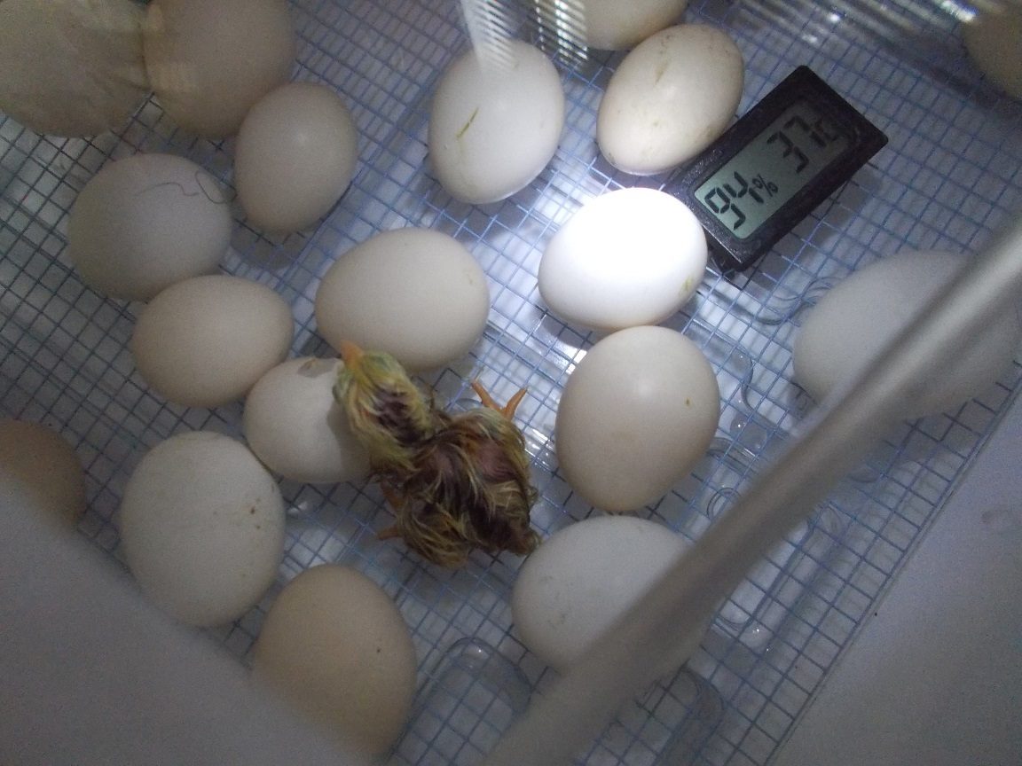 Little Serama rooster hatchling. He is a very strong and vocal boy.