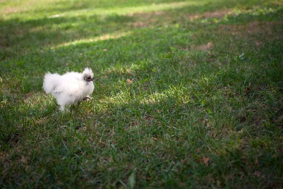 Little silkie on a mission