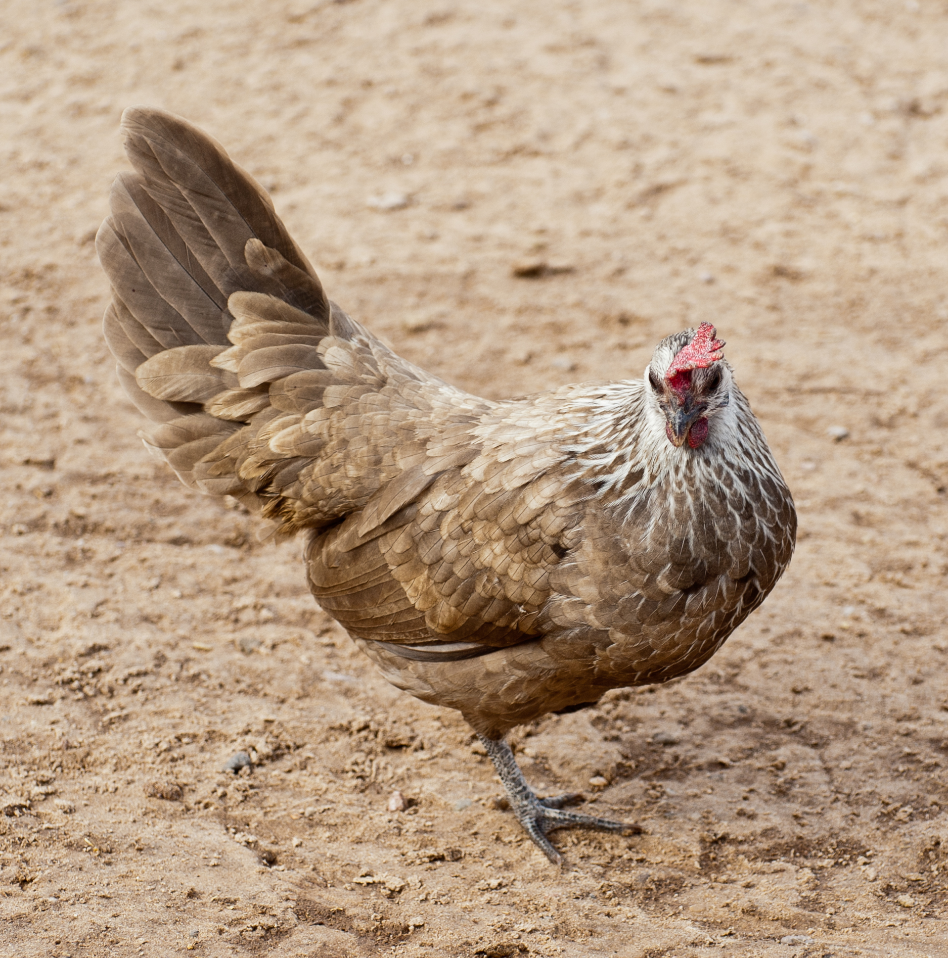 Little Silver Dun Phoenix Bantam hen.