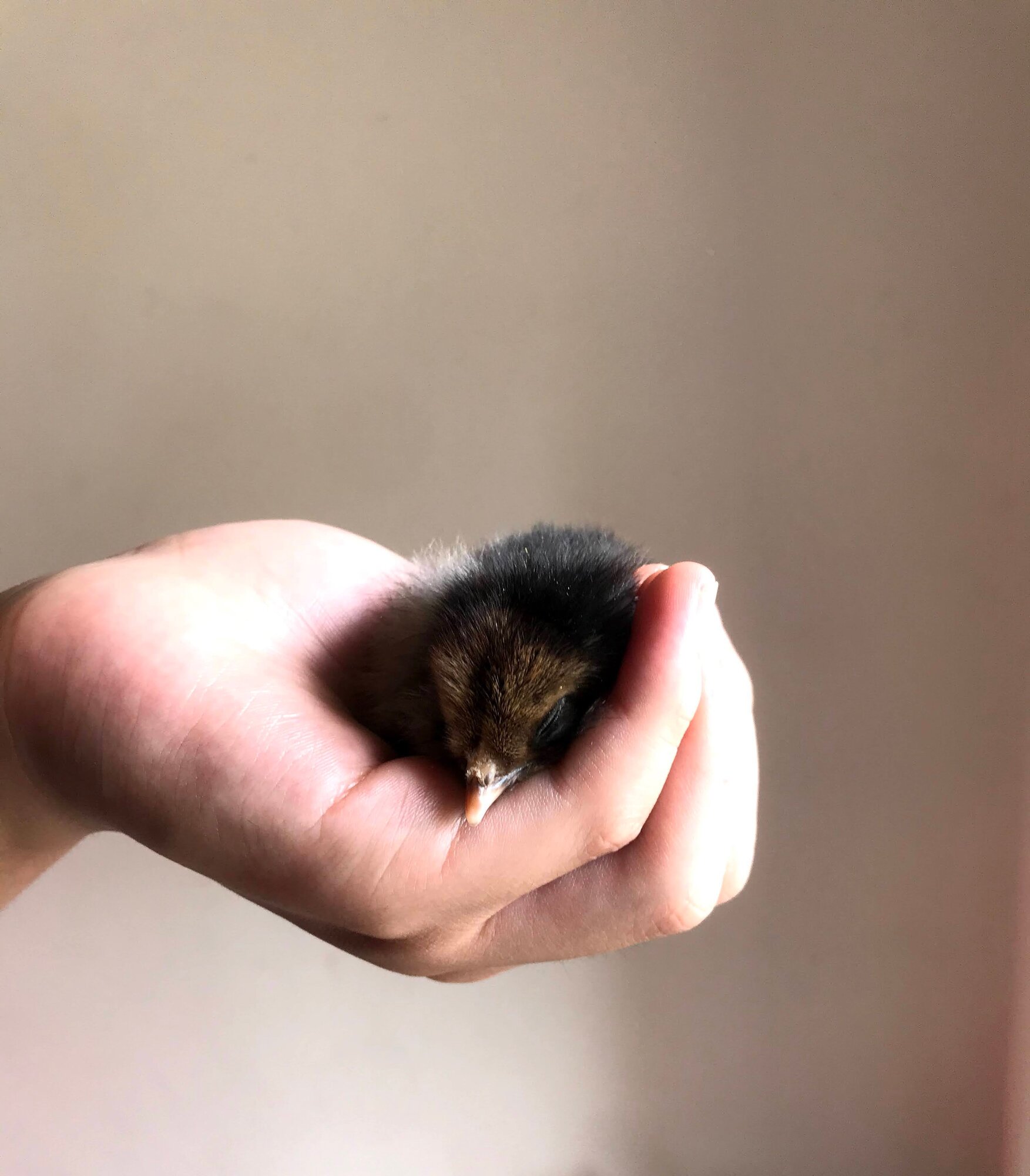 Little Snoozer
