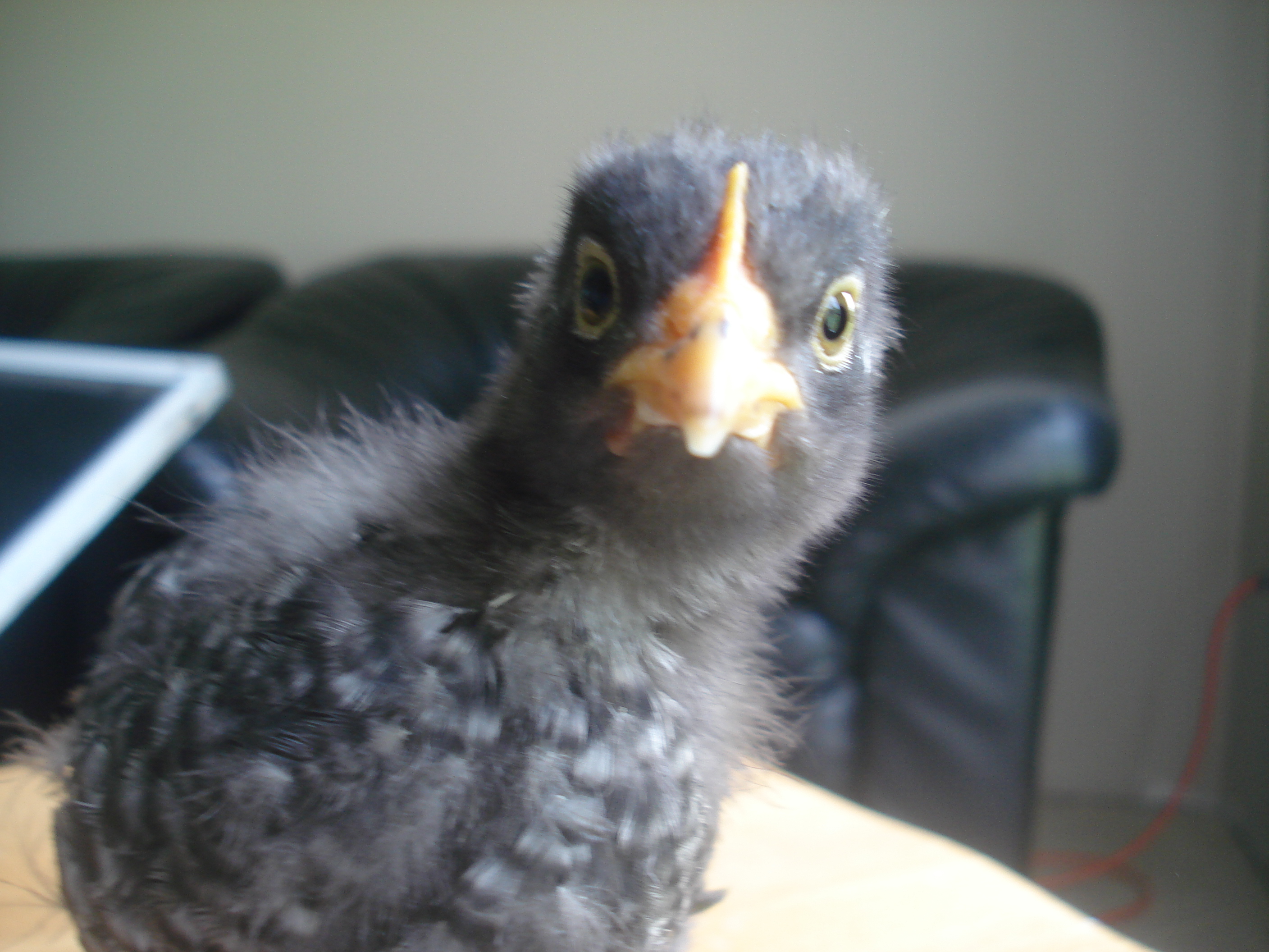 Little Speckles is trying to attack the camera!