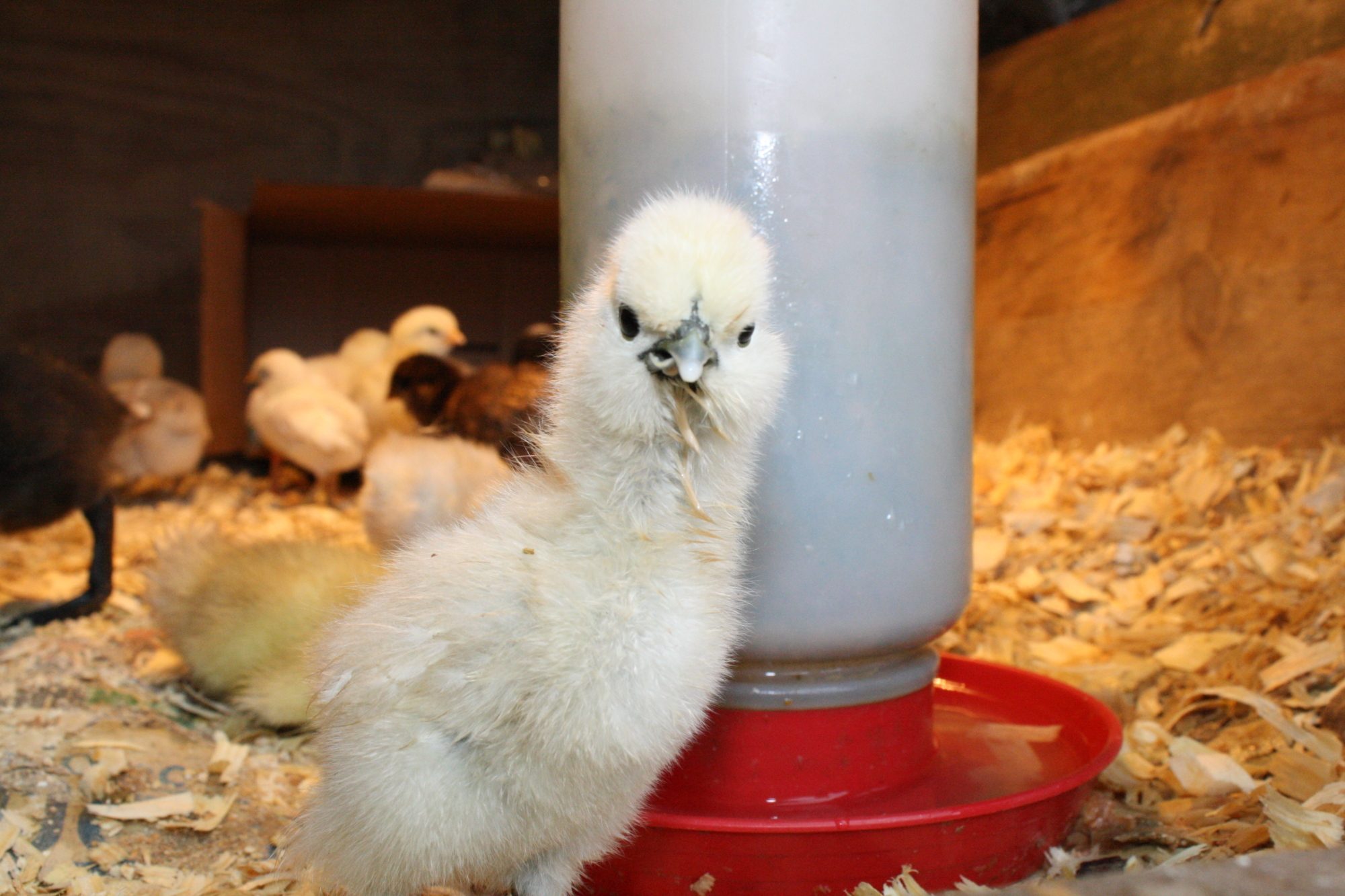 Little Thaddeus again! He's a social little bird!