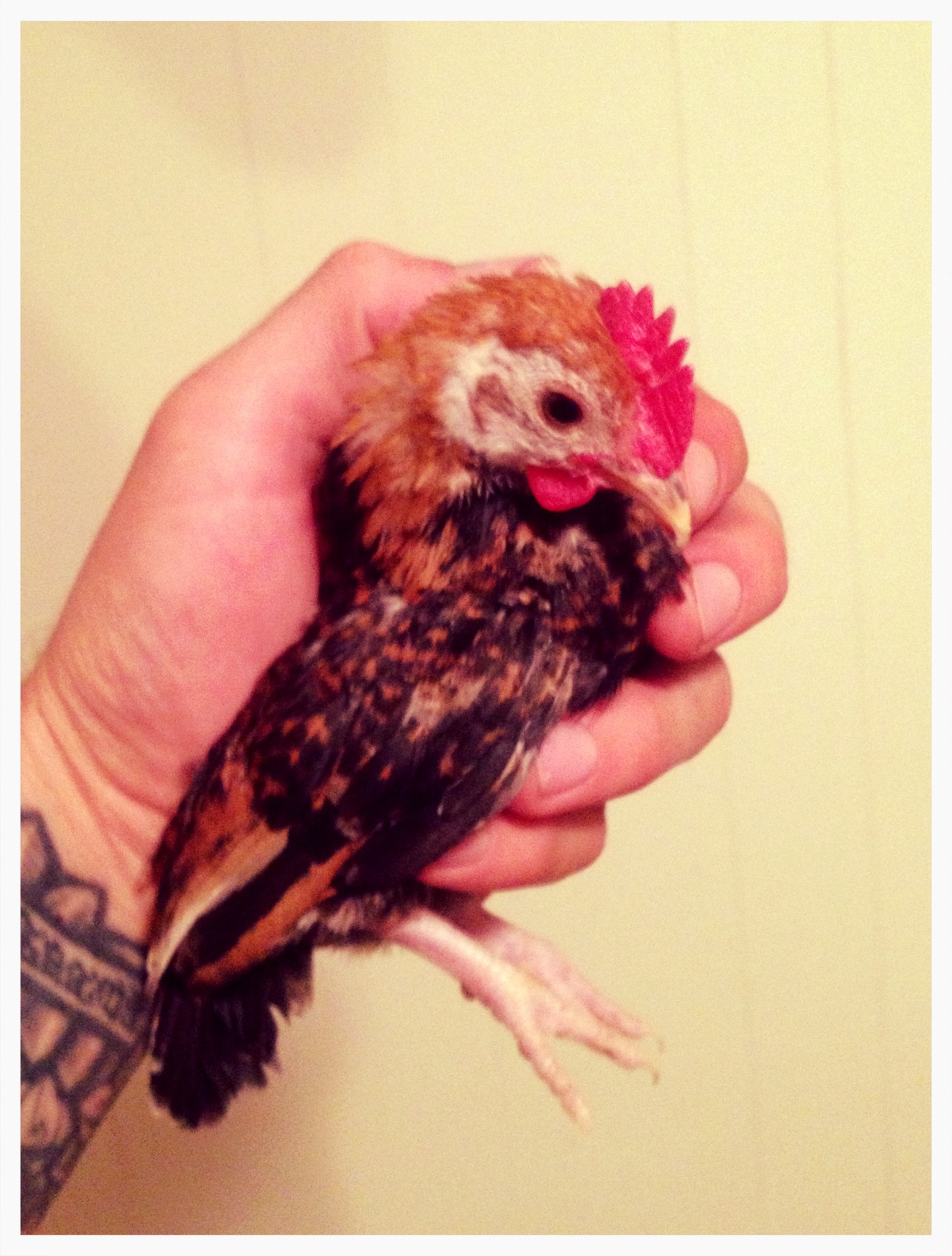 Little u (dwarf?) Old english game bantam