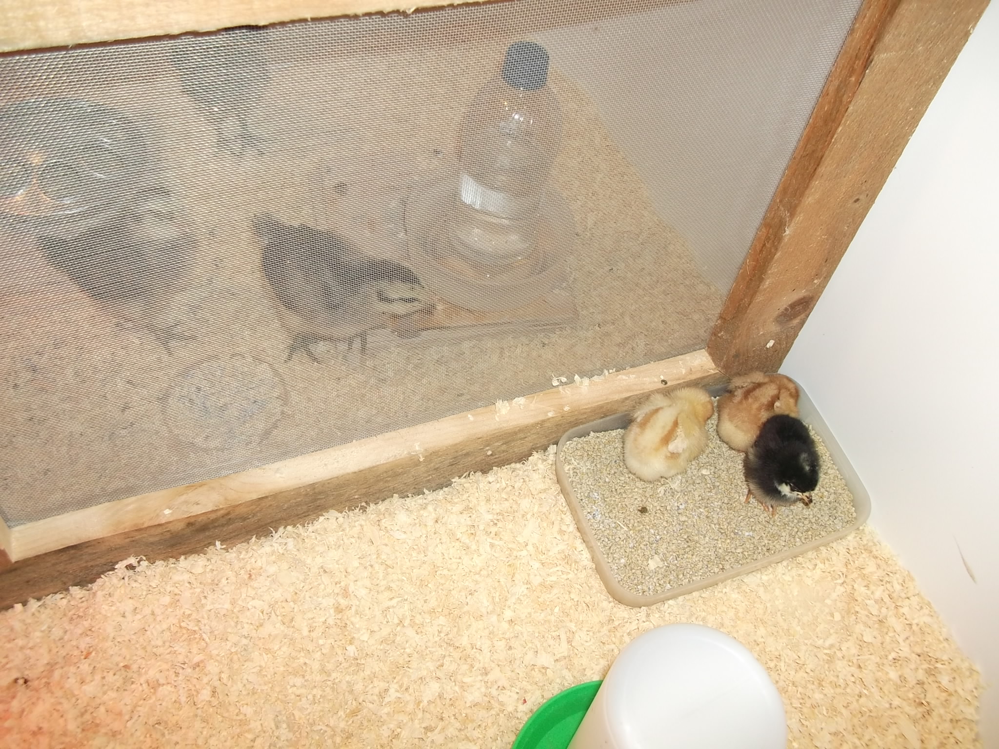 little yellow are red stars, little black one is a barred rock, and the one behind the screen are Ameraucana.