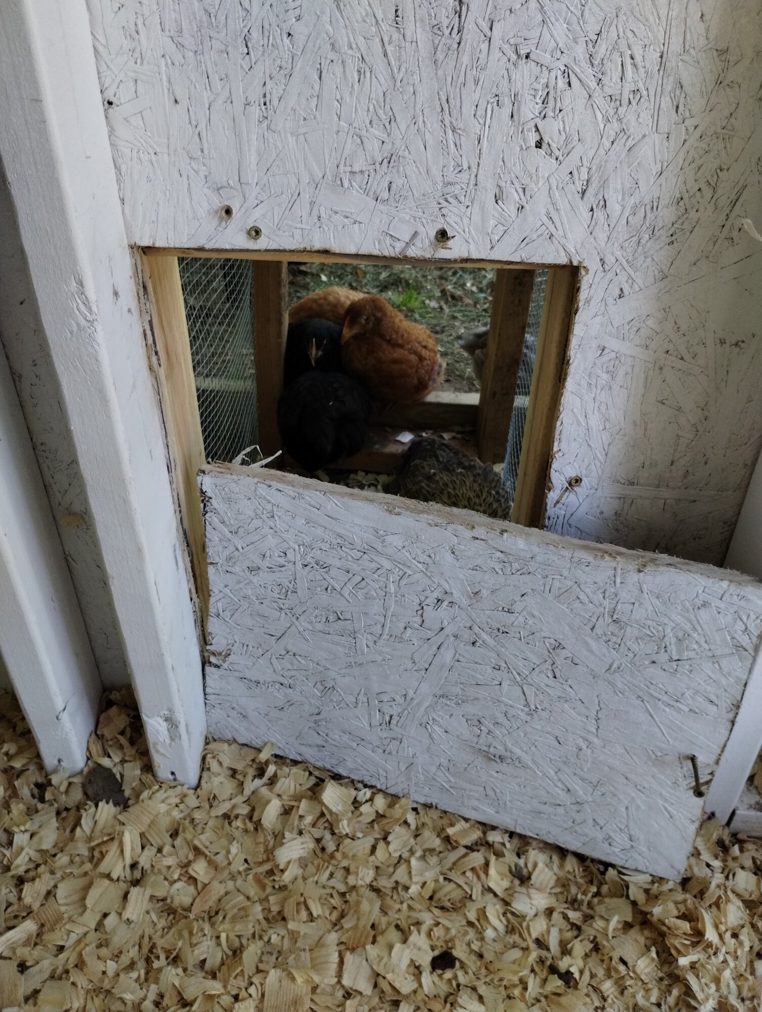 Littles really needed to supervise my husband and I building the roost