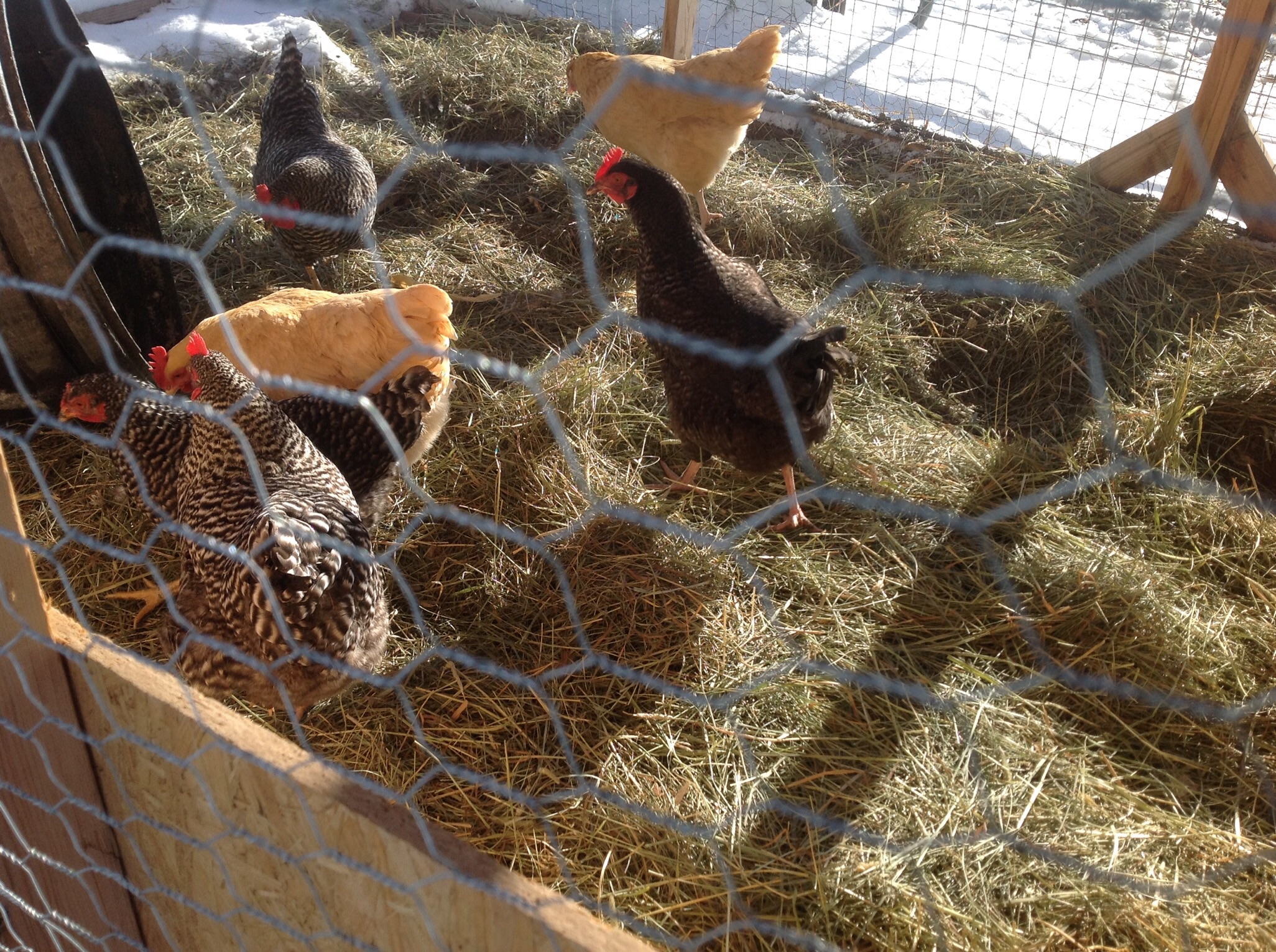 Live in Montana. We've had a week of high temps in the teens. Today is a heat wave and up into the high 20s. The girls are really glad to get out of the coop for a couple of hours.