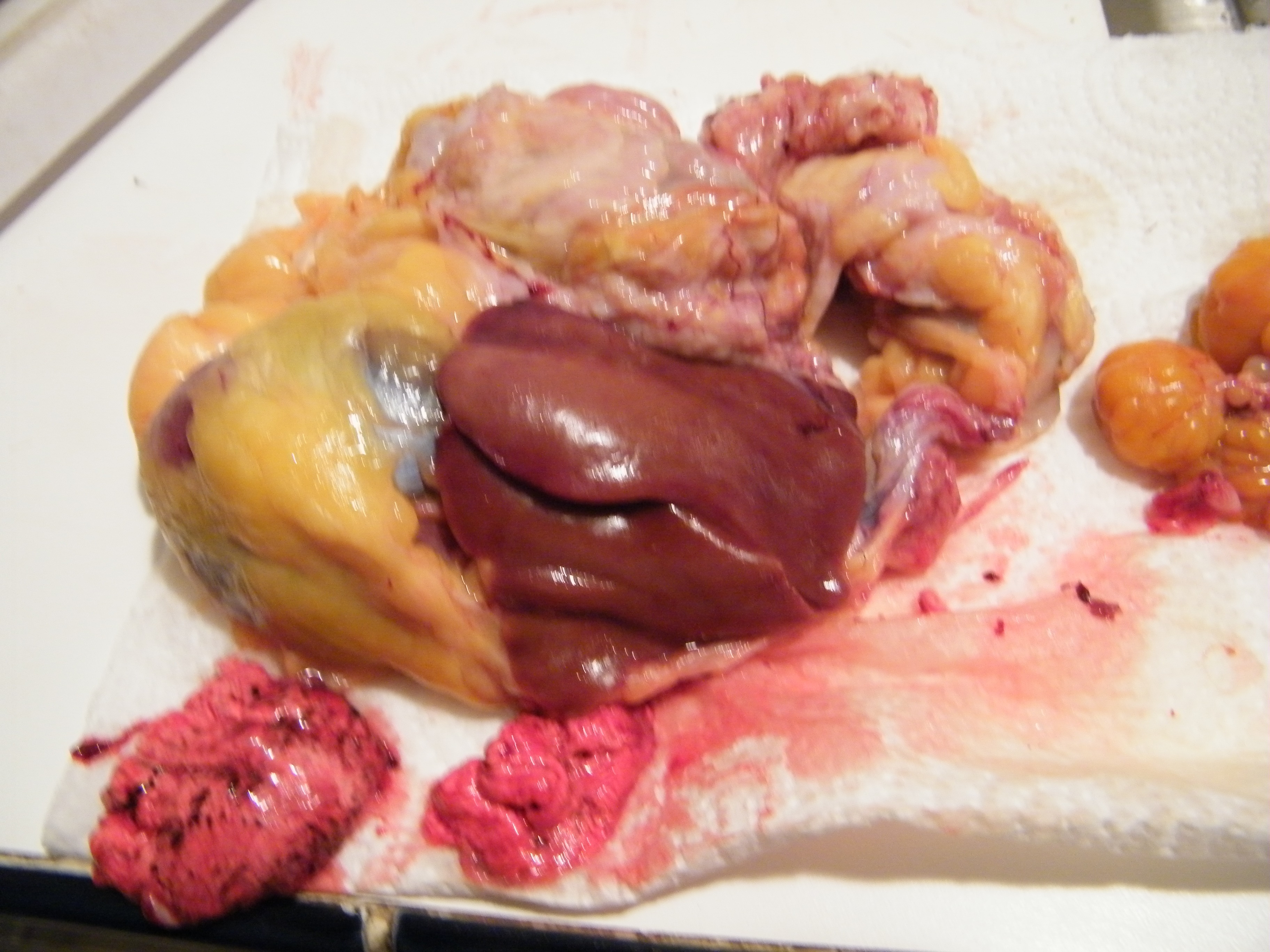 Liver color is good.  Bird has a little fat, probably was living off of it for a while as she wasn't eating much and was not laying.