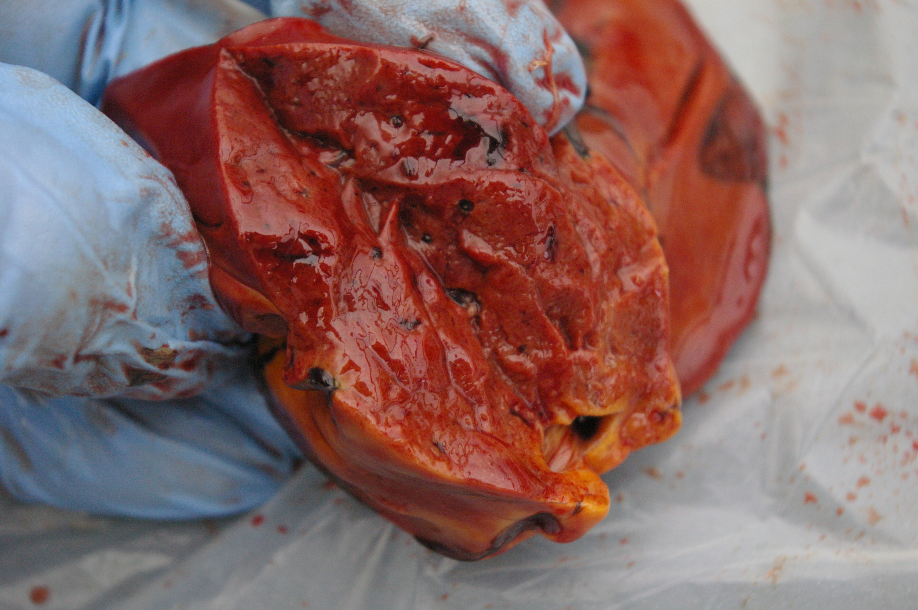 Liver cut through. No pus or anything in the yellow areas. Tiny round dark patches are the blood vessels sliced open