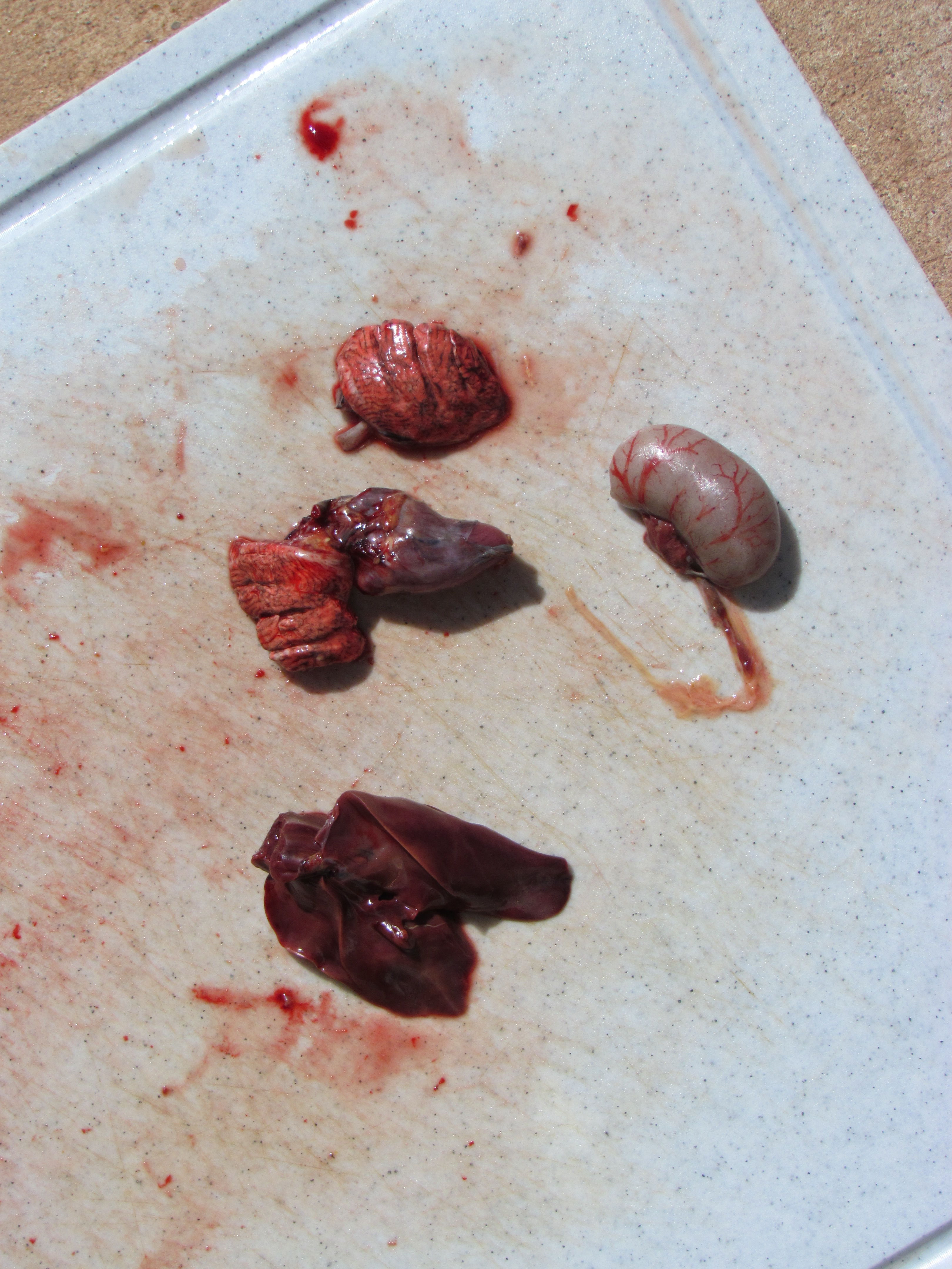 liver, lungs, heart and testicle