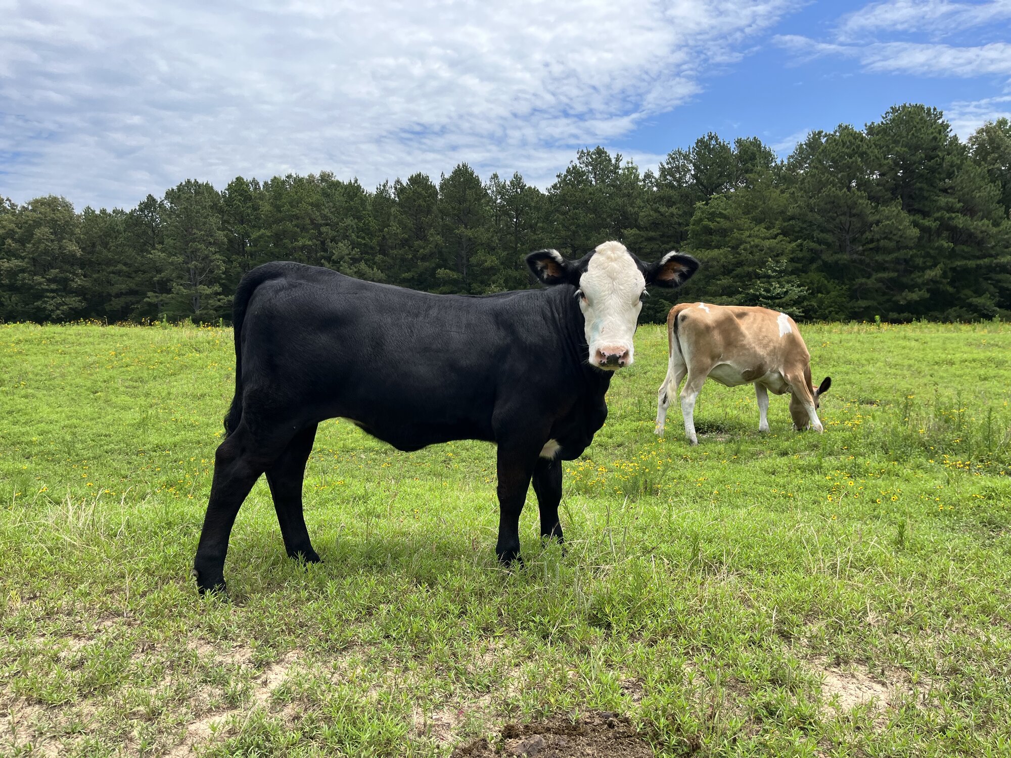 Livestock Show 1.jpg