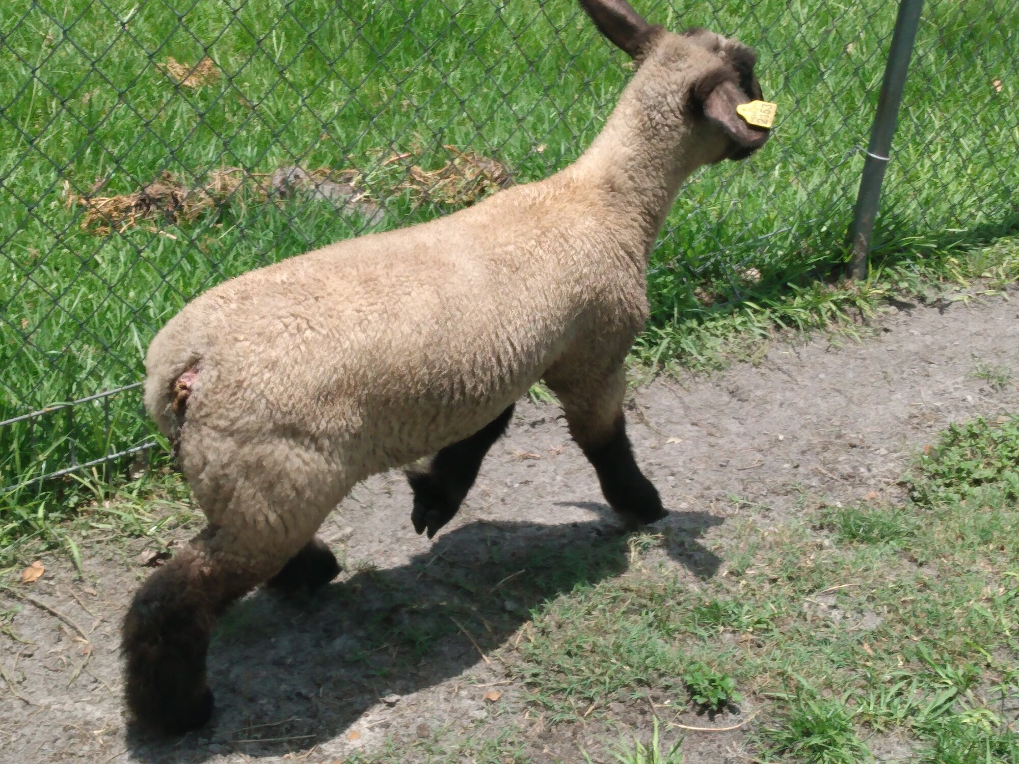 Livestock Show 11.jpg BackYard Chickens Learn How to Raise Chickens